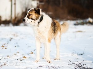 Алабай некупированный