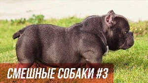 Экзотик булли