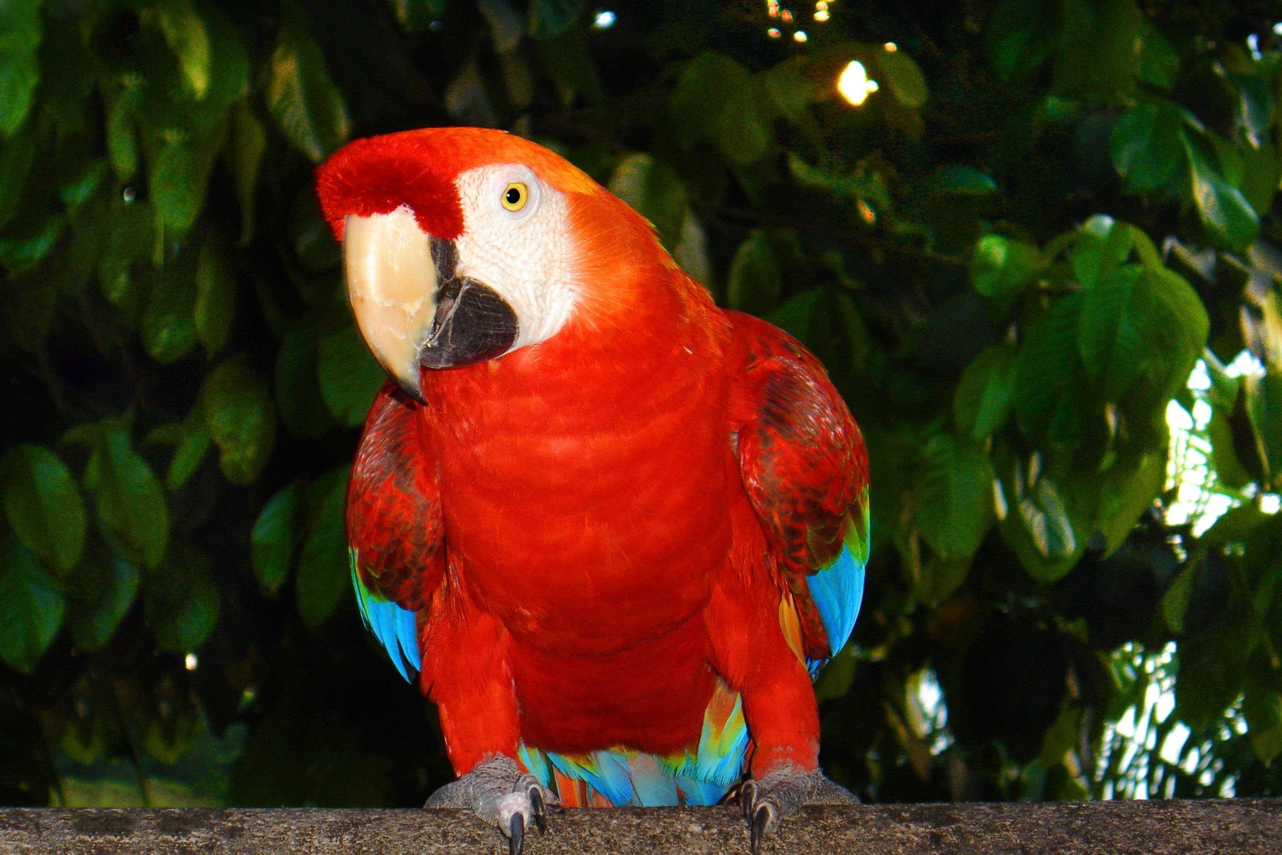 бразилия попугай