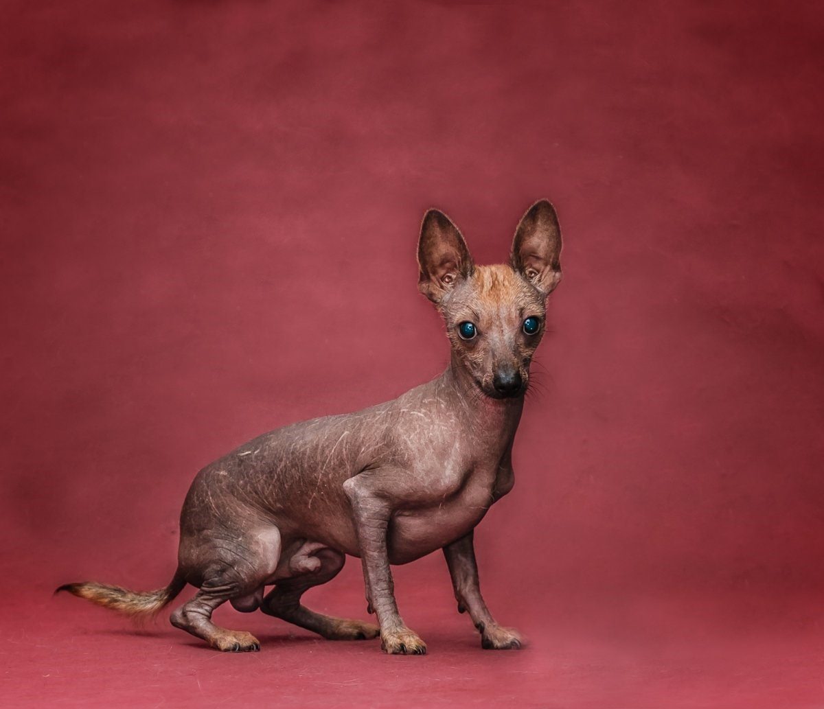 голая мексиканская порода собаки фото фото 111