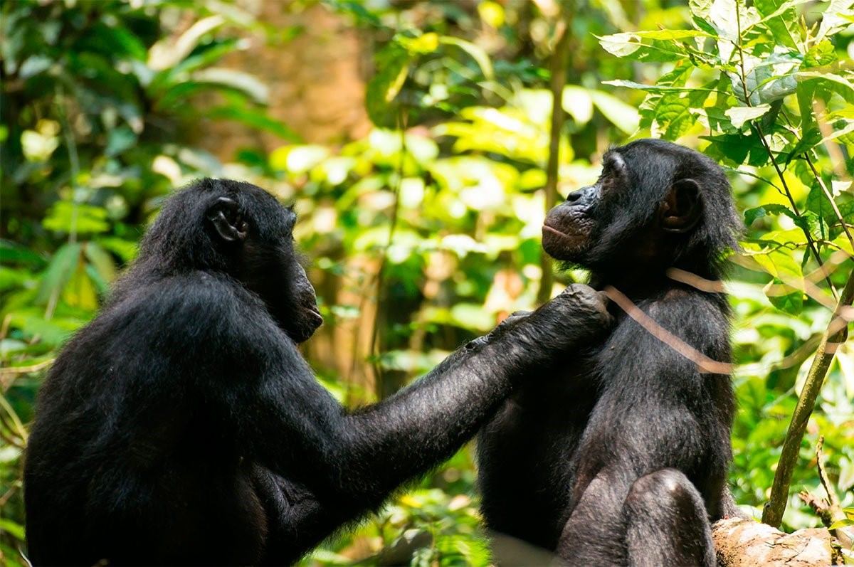 Карликовый шимпанзе 6. Шимпанзе бонобо. Бонобо самец. Карликовые шимпанзе бонобо. Шимпанзе обыкновенный и бонобо.