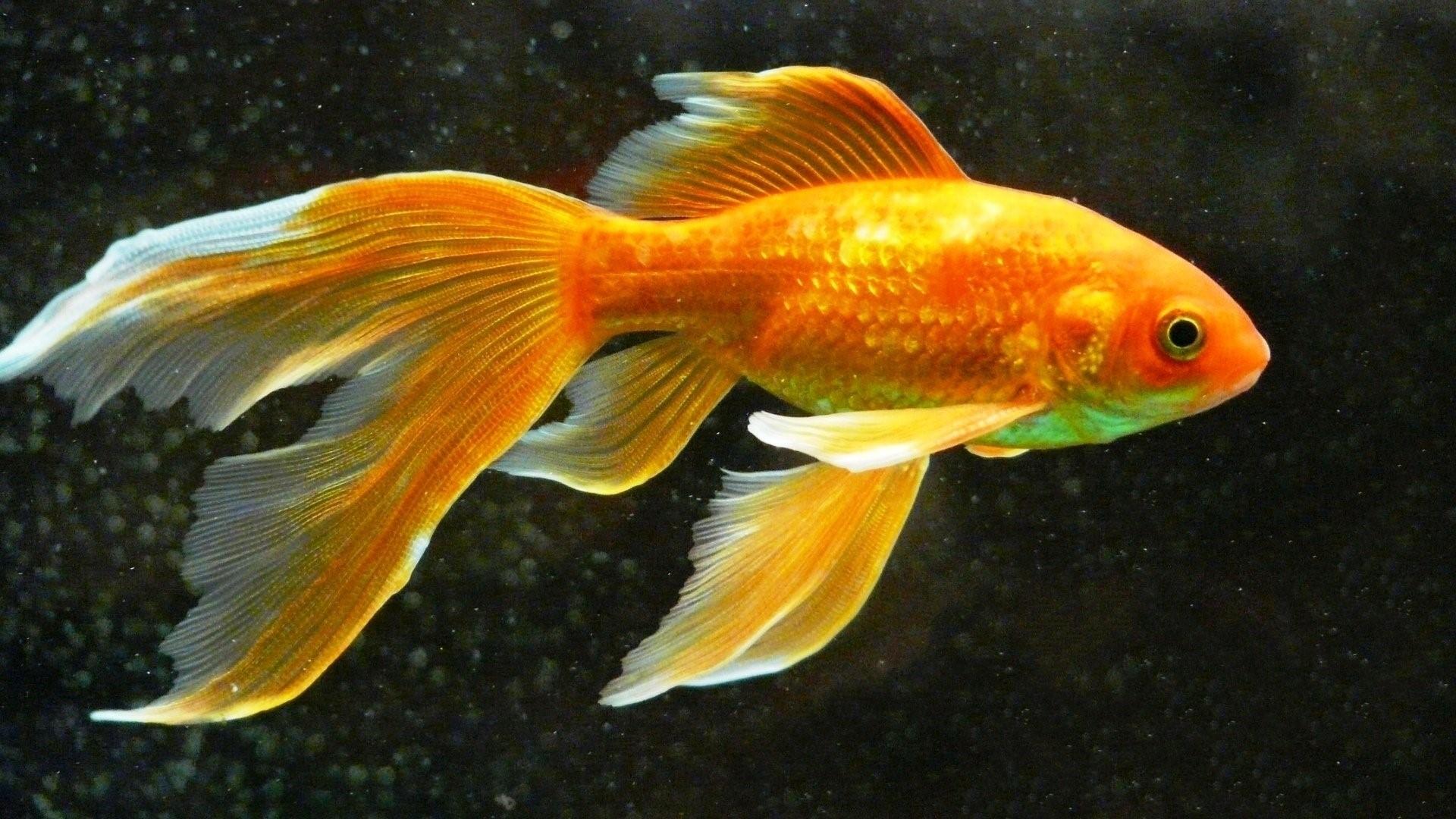 Фото золотой рыбы