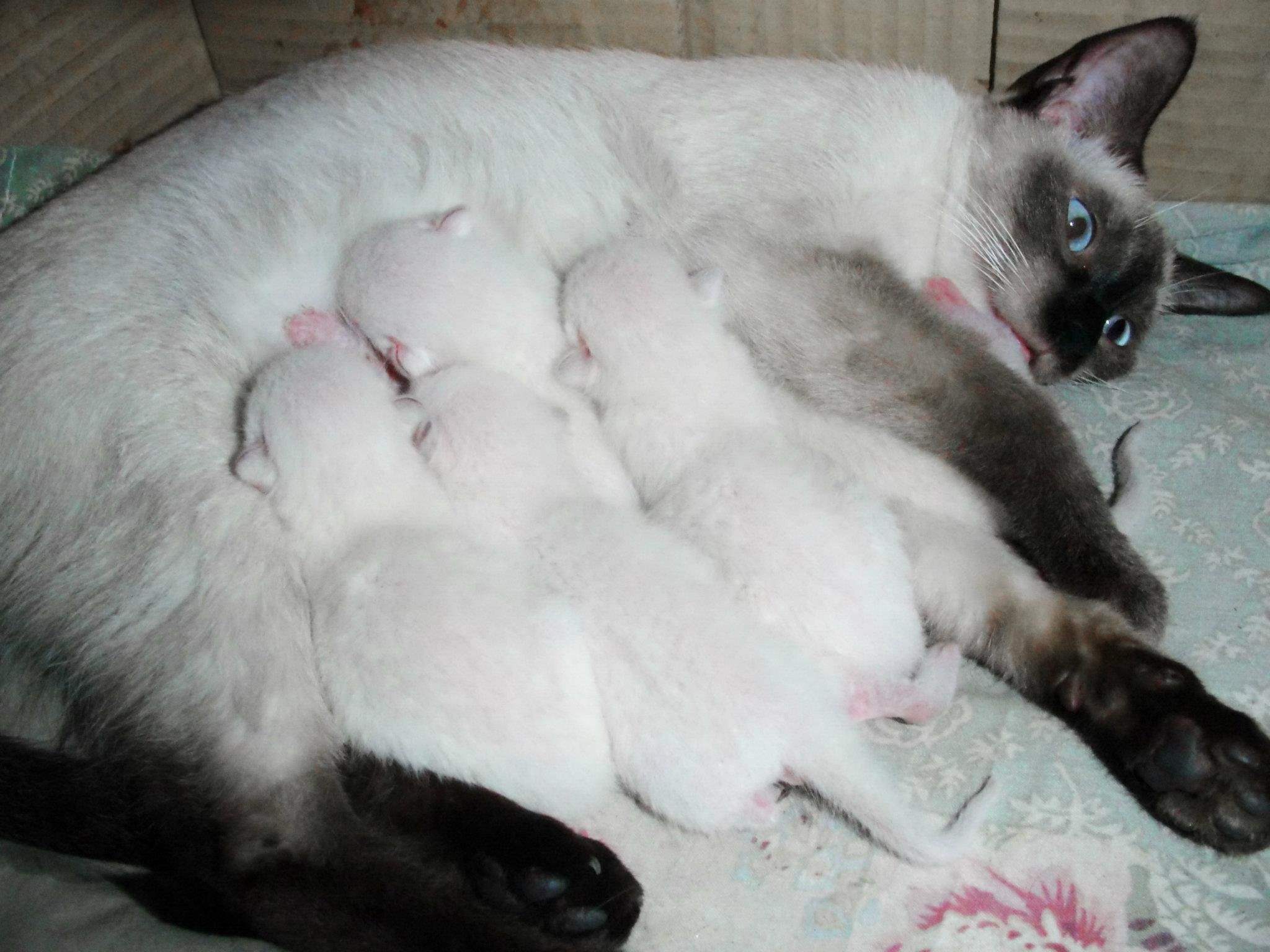 Кошка и котята после родов. Сиамские котята Новорожденные. Новорожденные котята сиамской кошки. Сиамские котята рождаются белыми. Сиамская кошка.