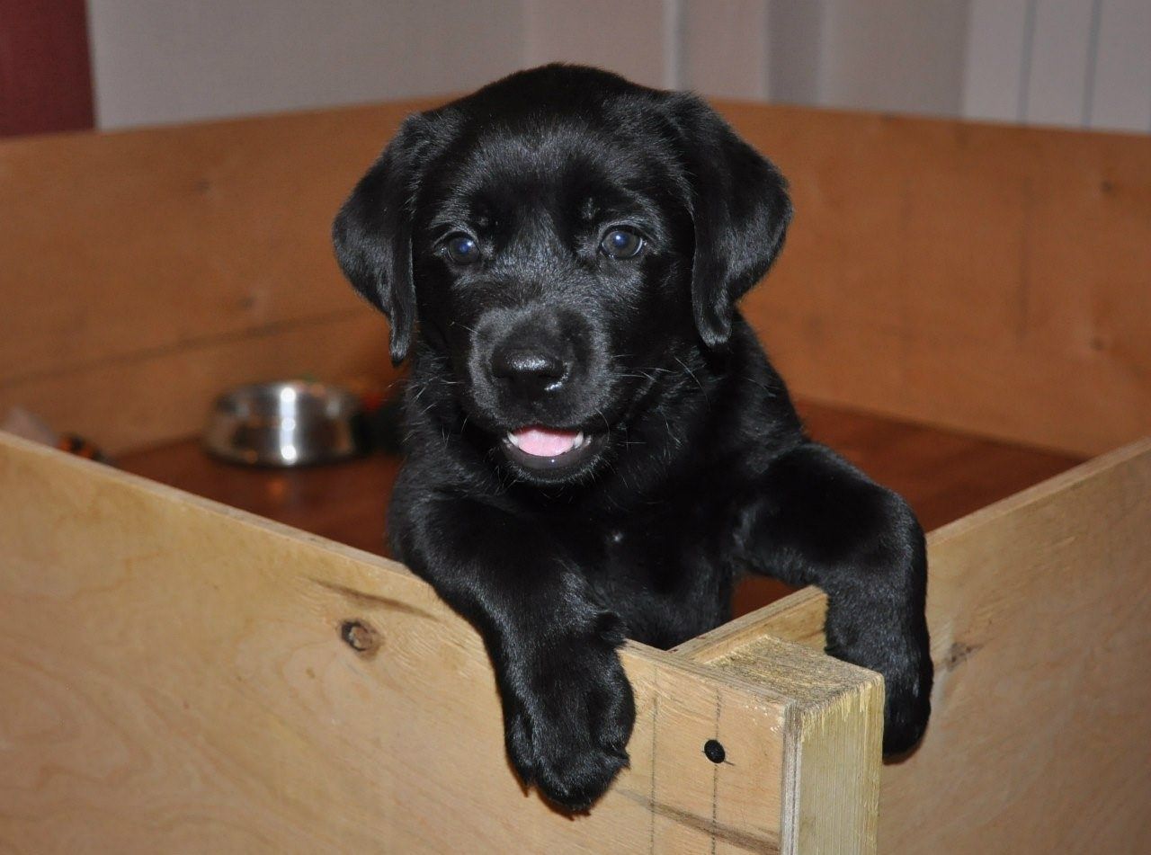 Лабрадор щенок фото черный 5 месяцев