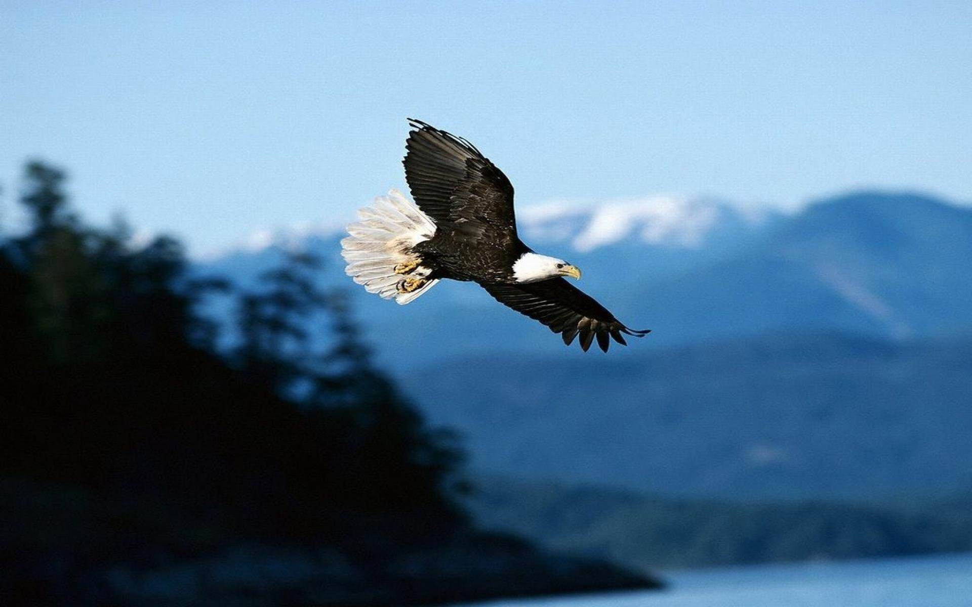 Фото орел в полете в горах
