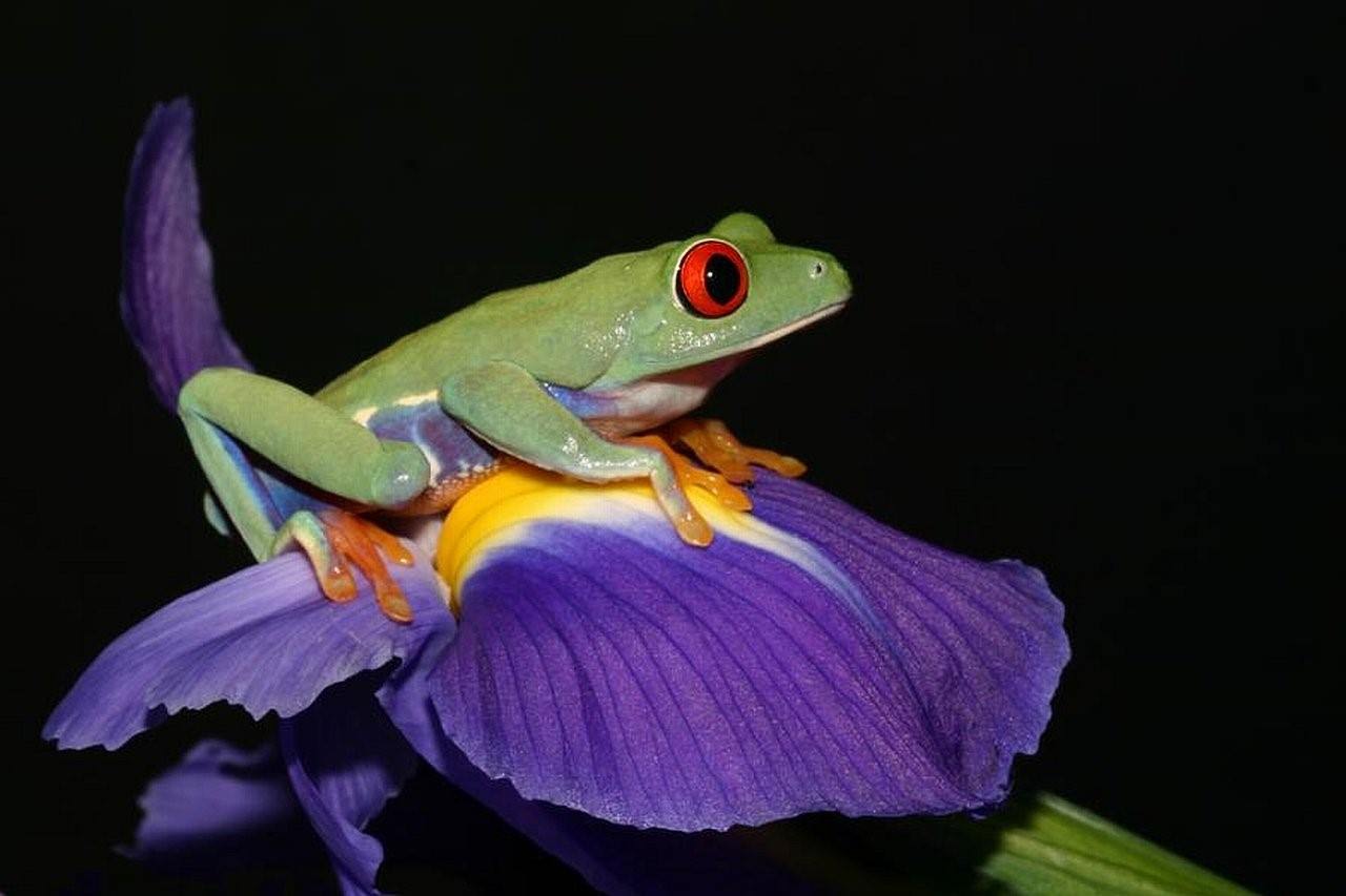 Фиолетовая лягушка. Лягушка Nasikabatrachus sahyadrensis. Индийская лиловая пурпурная лягушка. Пурпурная свиноносая лягушка. Жаба фиолетовая лягушка.