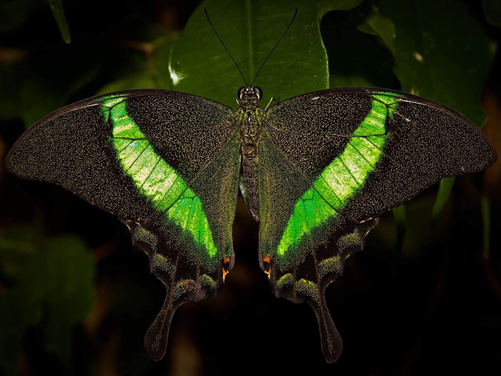 Бабочки зеленые изумруд