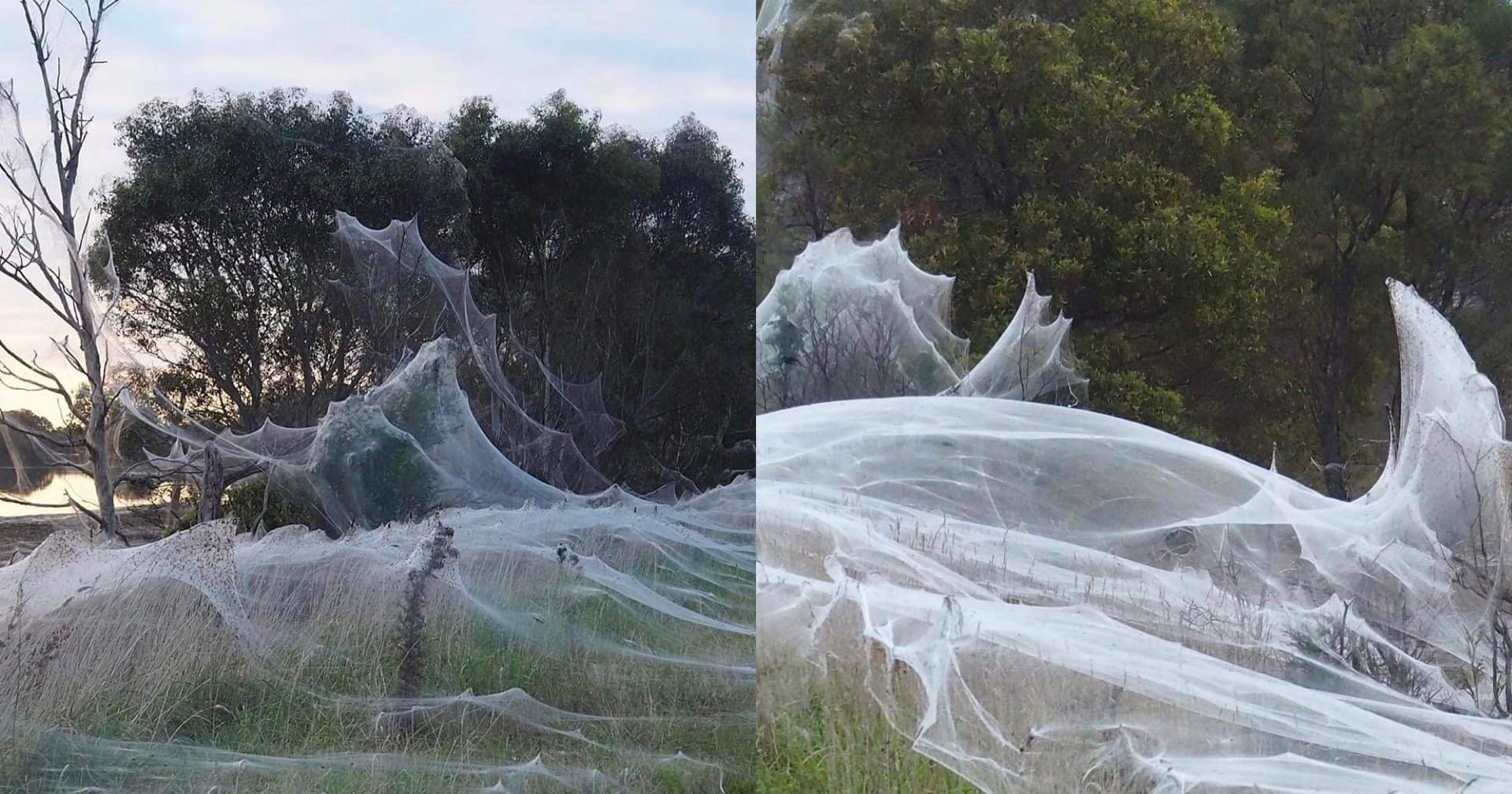 Австралия нашествие. Нашествие пауков в Австралии. Австралия пауки Нашествие 2020. Пауки в Австралии паутина.