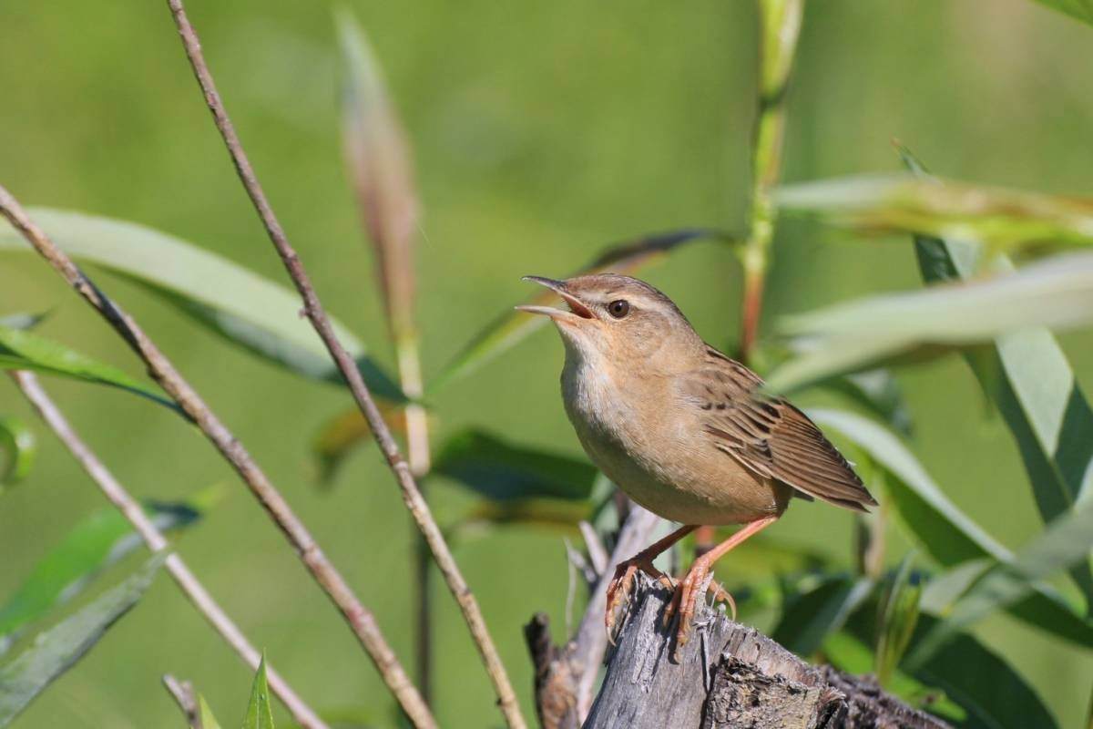 Поющие птицы названия. Певчий сверчок Locustella certhiola Pallas. Певчий сверчок (Locustella certhiola). Птицы Сибири.. Певчие птицы Восточной Сибири. Певчие птицы Западной Сибири.