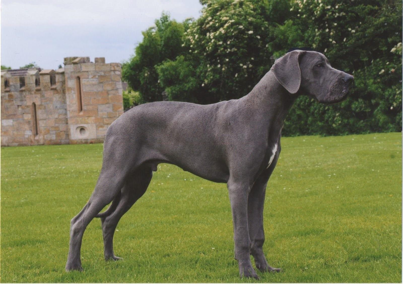 Blue great Dane порода. Голубой Королевский дог. Немецкий дог голубой. Королевский дог серый.