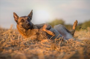 Абиссинская овчарка