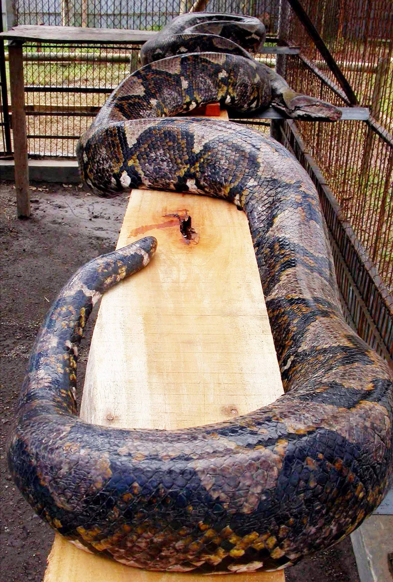 Сколько метров змей