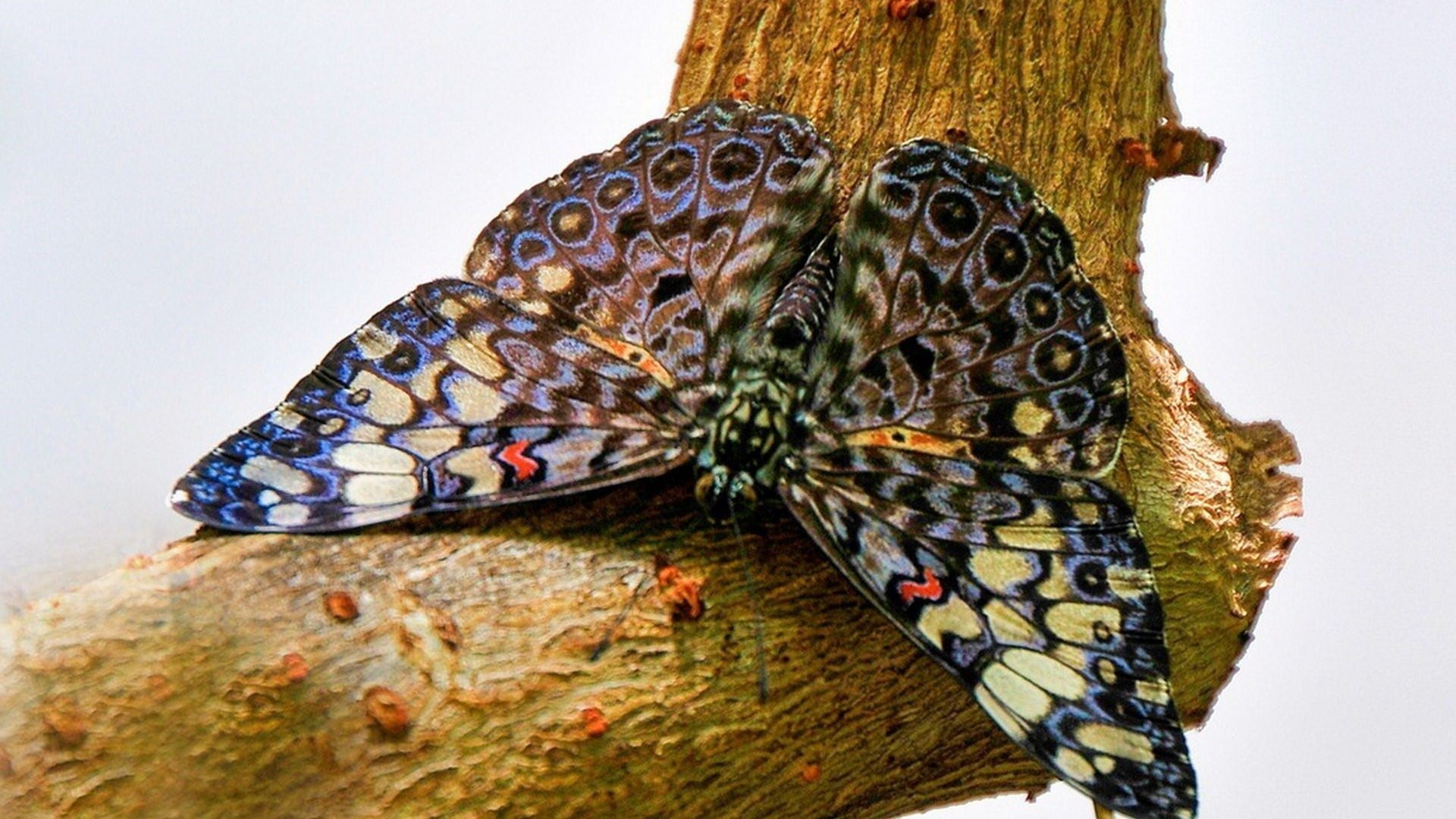фотографии редких бабочек