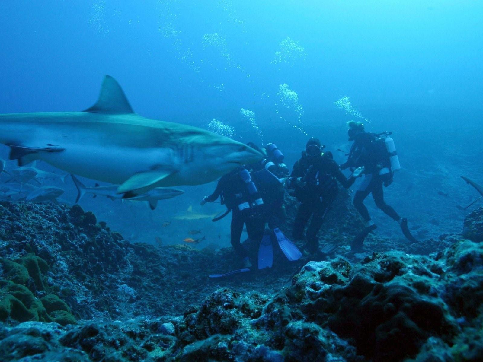 Нападение акул в шарме. Рифовая акула Шарм Эль Шейх. Рифовые акулы в Египте. Акулы в Красном море Шарм-Эль-Шейх.