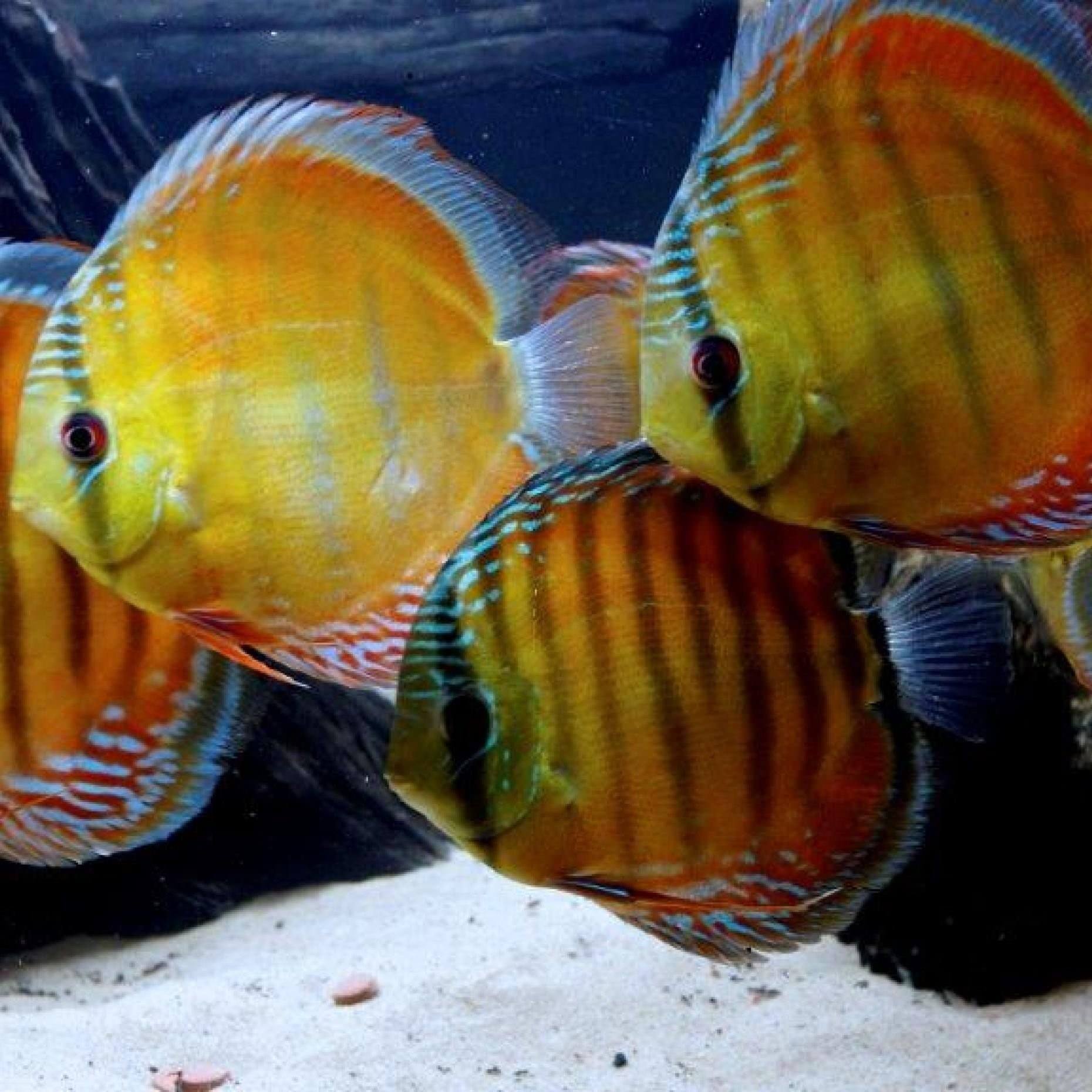 хищные аквариумные рыбки фото