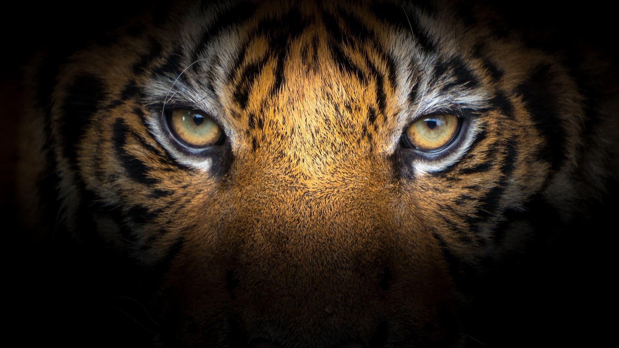 Взгляд тигра арт