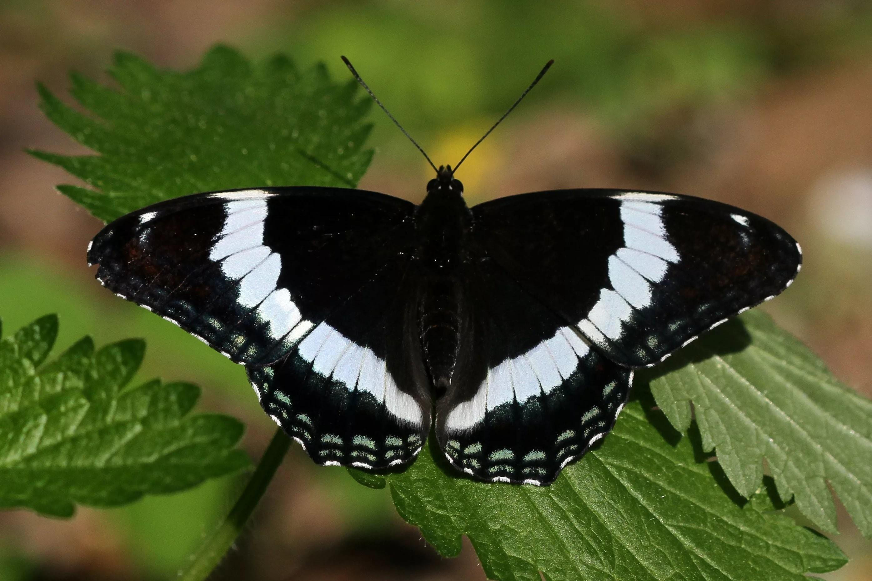 черно белая бабочка фото название