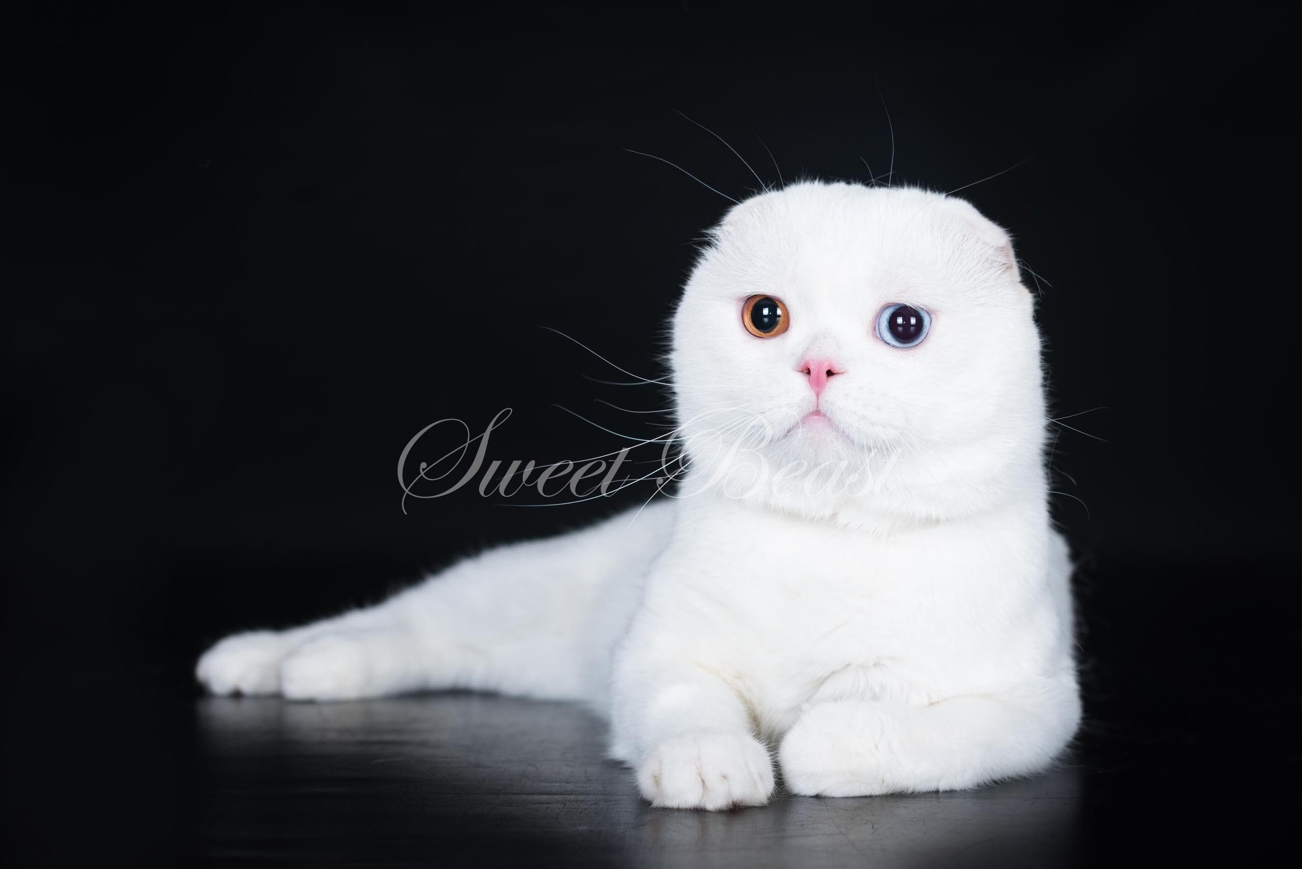Британская вислоухая белая кошка фото