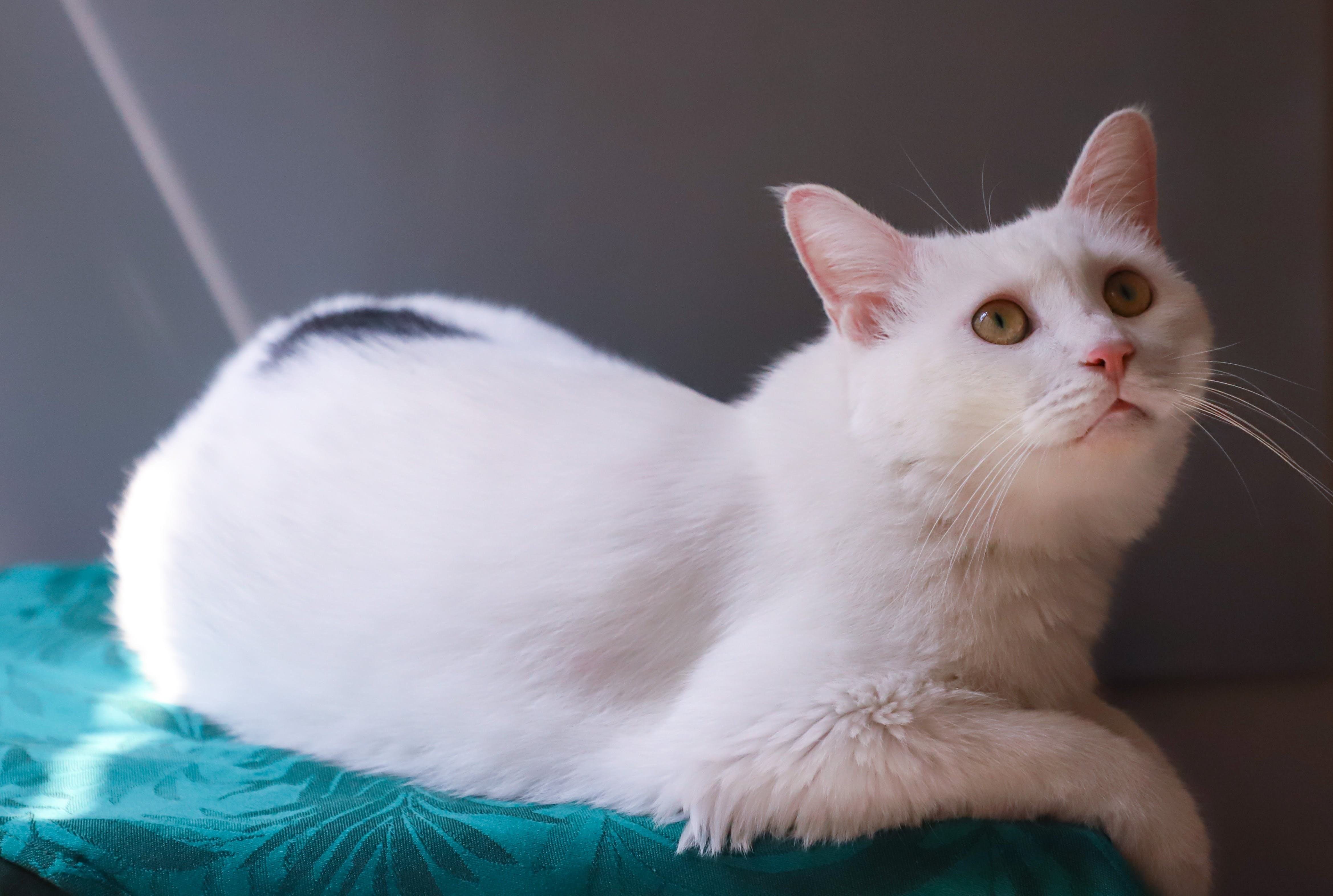 Белая анатолийская кошка фото