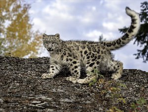 Кавказский снежный барс