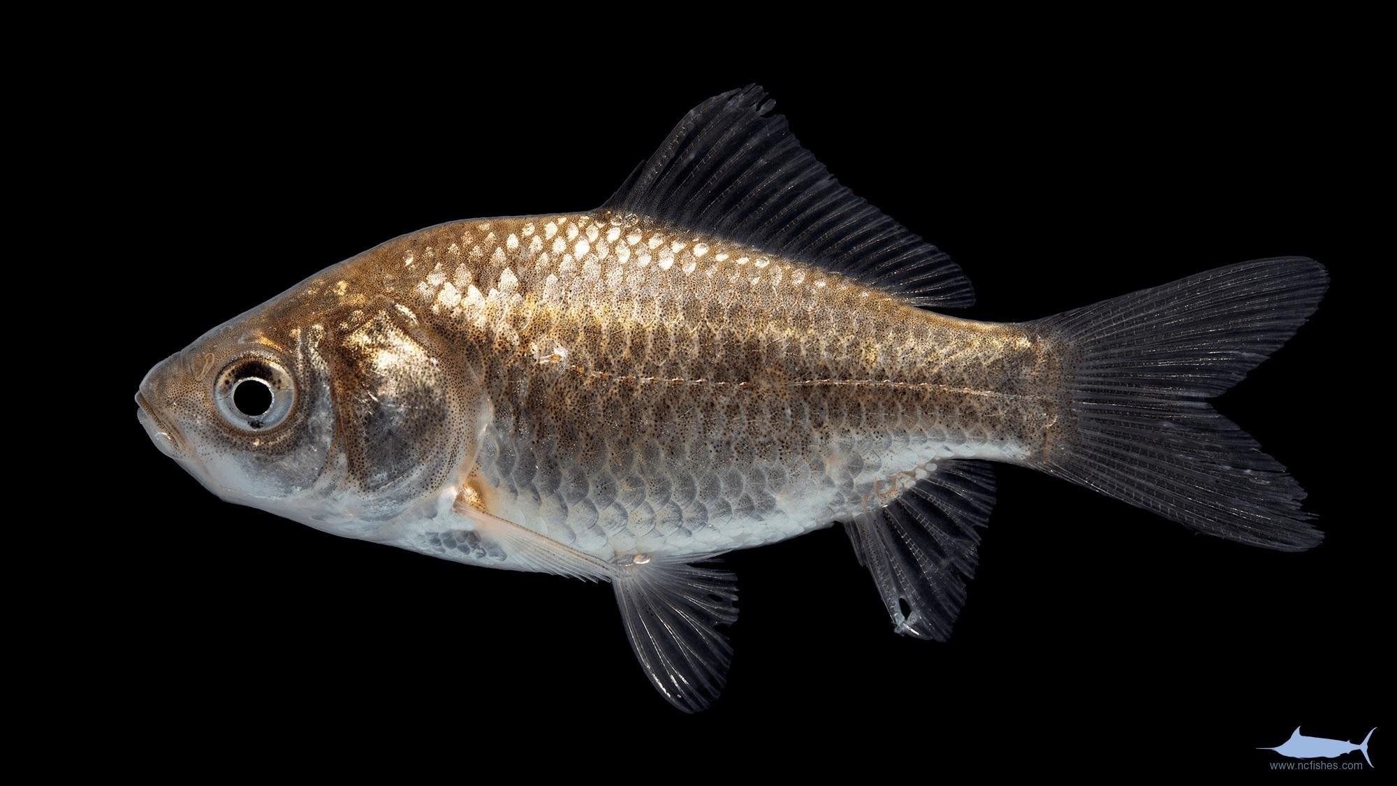 Серебряный карась. Серебряный карась - Carassius auratus gibelio. Карась (Carassius vulgaris l.) [Carassius auratus gibelio]. Карась обыкновенный, Carassius auratus Complex. Аквариумная рыбка серебристый Карасик.