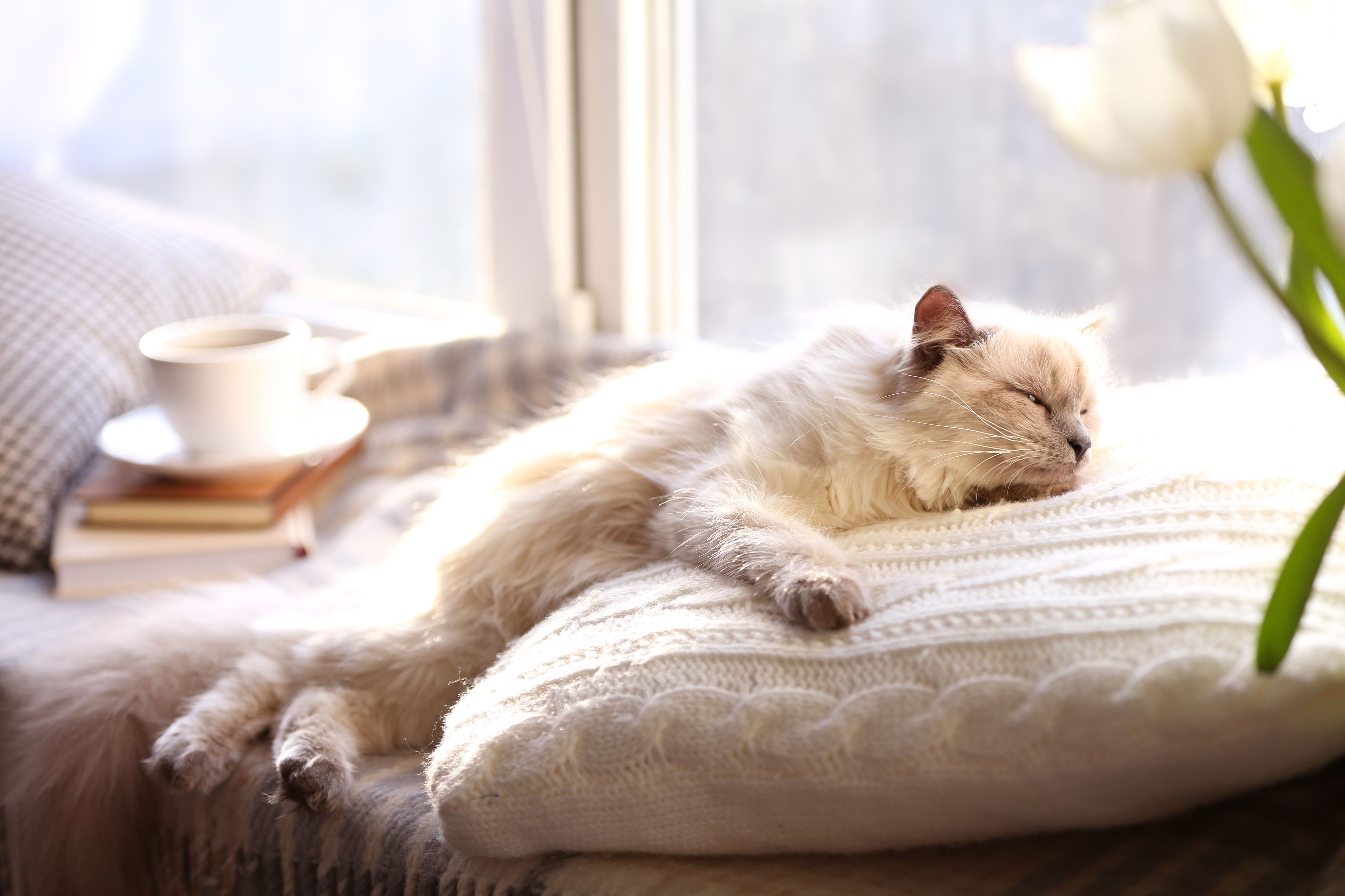 Включи видео cat nap. Спящий кот. Кот лежит на подушке. Спящие коты. Подушка "котёнок".