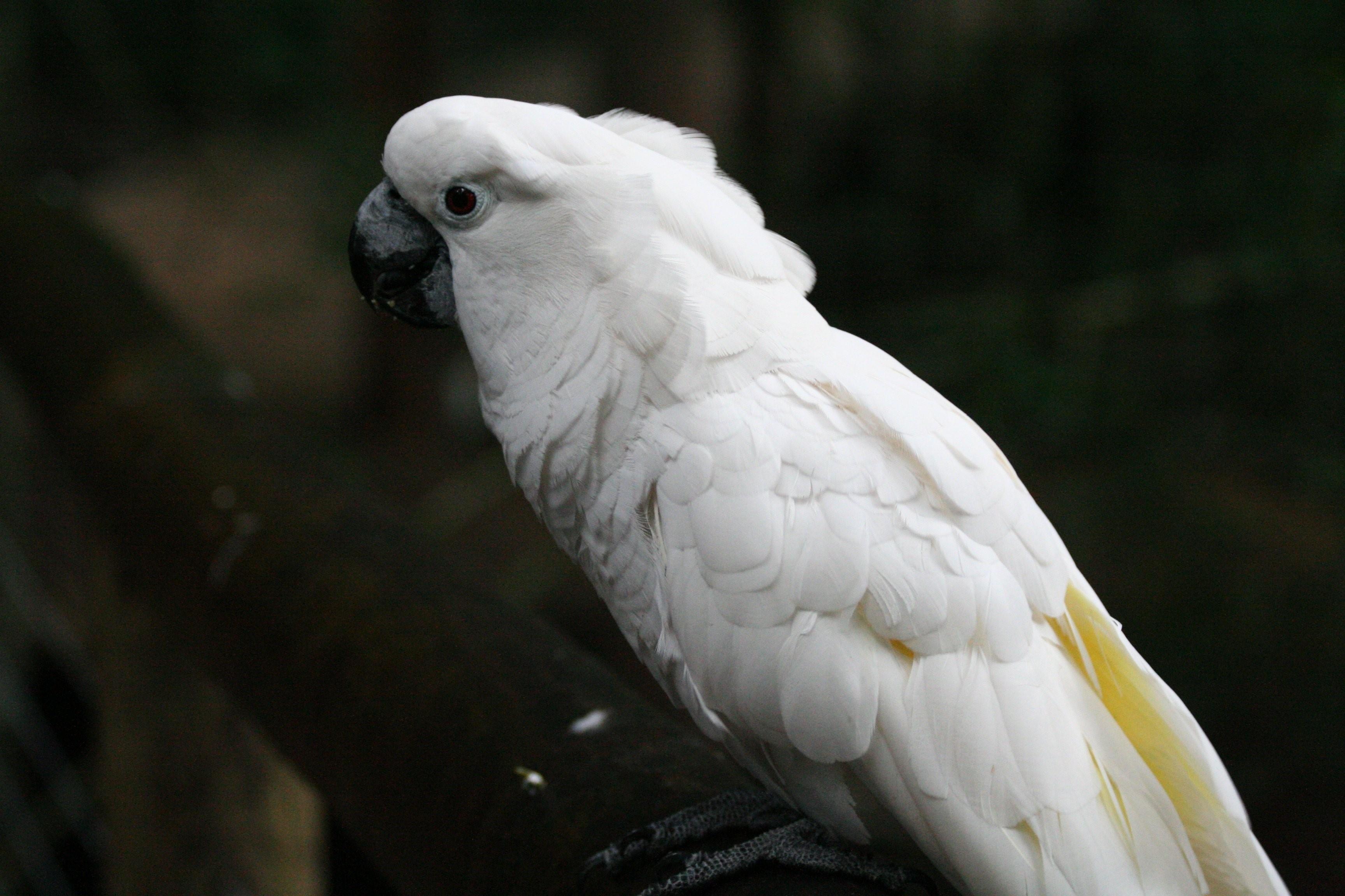 Большой какаду. Попугай белый Какаду большой.