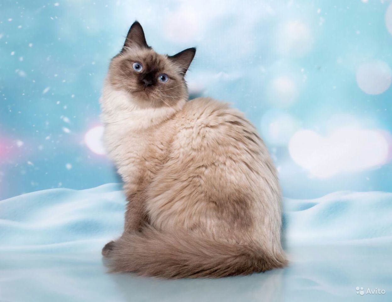 Фото кот породы невская маскарадная фото