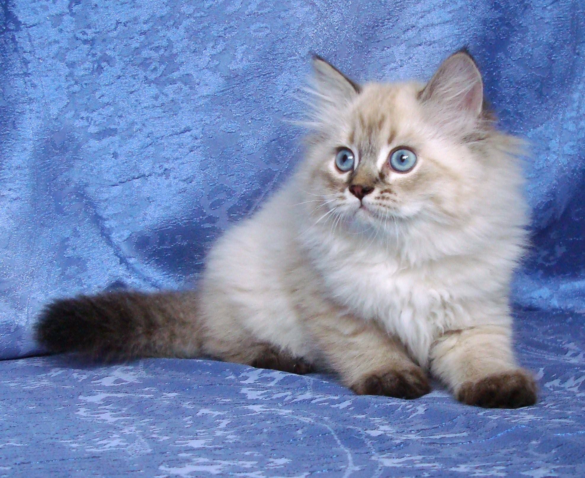 Порода кошки невская маскарадная фото и характеристики