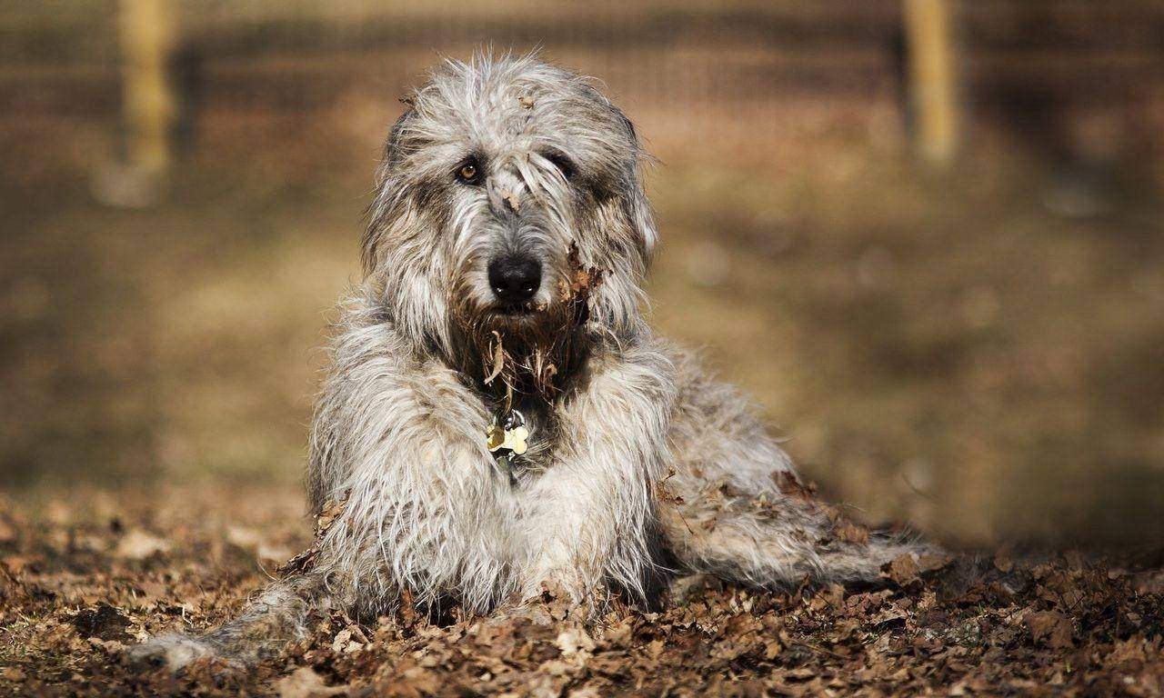 Wolfhound