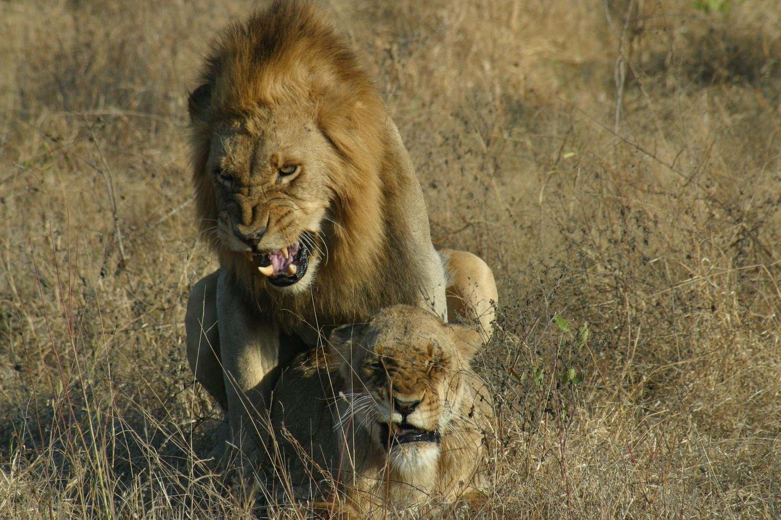 Сколько живут львы в дикой. Львы Прайд. Львы битва за самку и Прайд. Лев защищает Прайд. Самец прайда Лев.