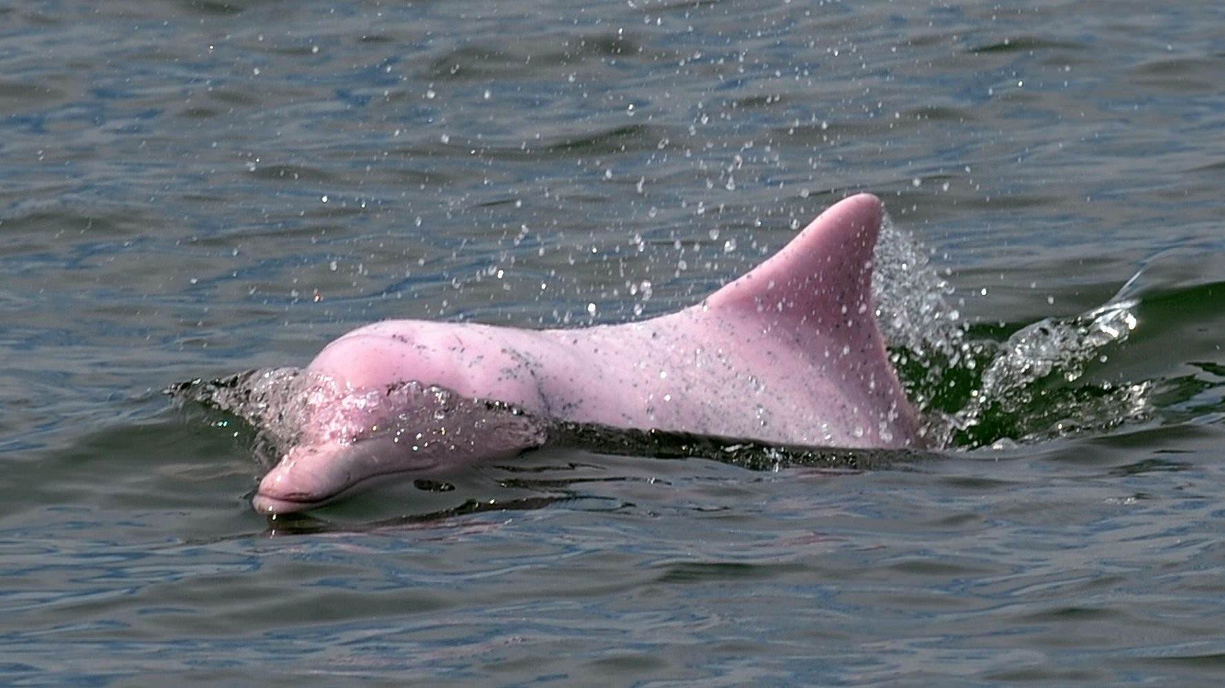Видео про розовые. Амазонский Речной Дельфин. Амазонский Дельфин-альбинос. Амазонский розовый Дельфин. Амазонский Дельфин серый.