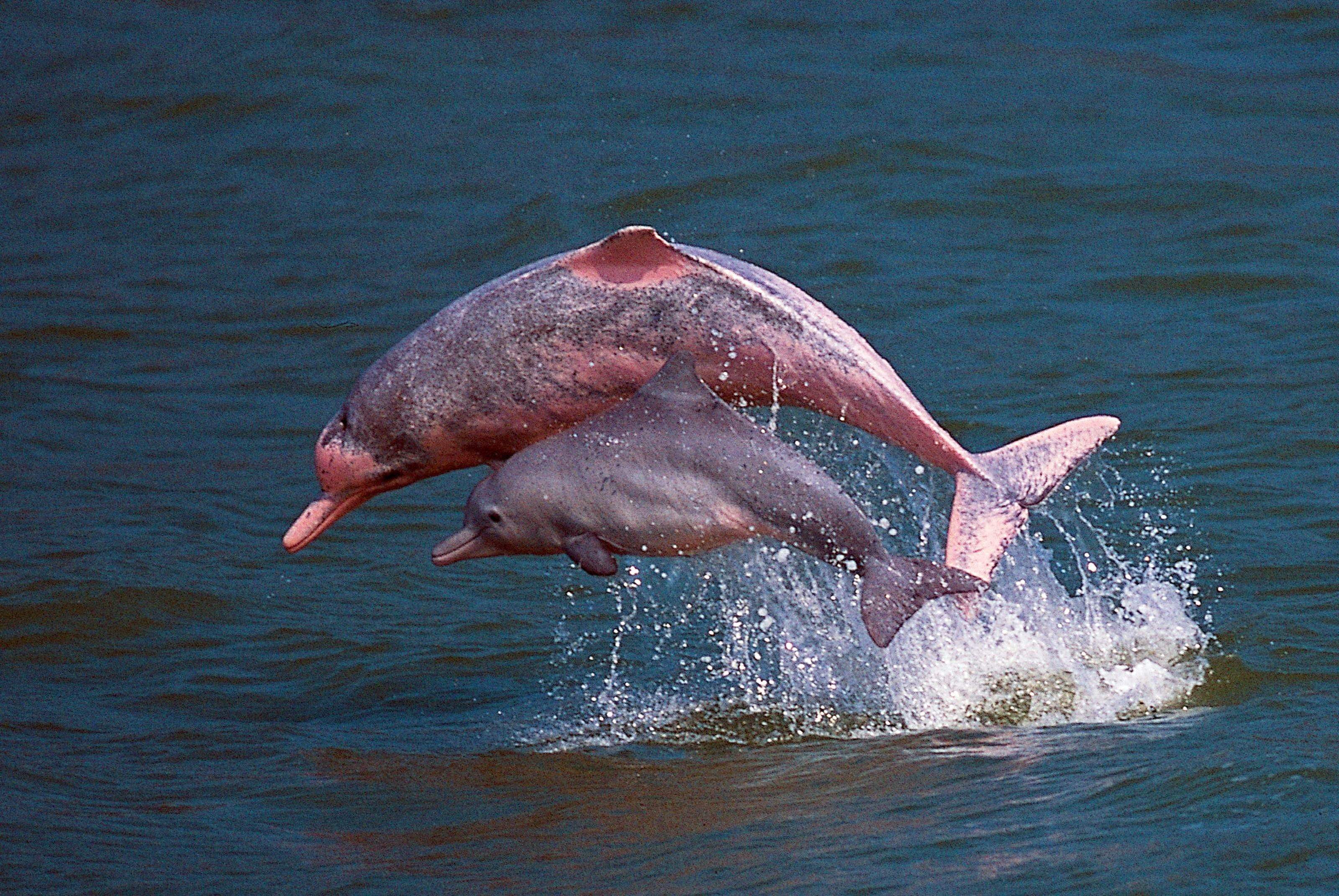 Амазонский дельфин 4. Амазонский Речной Дельфин. Розовыми амазонскими речными дельфинами. Амазонский розовый Дельфин. Sotalia guianensis.