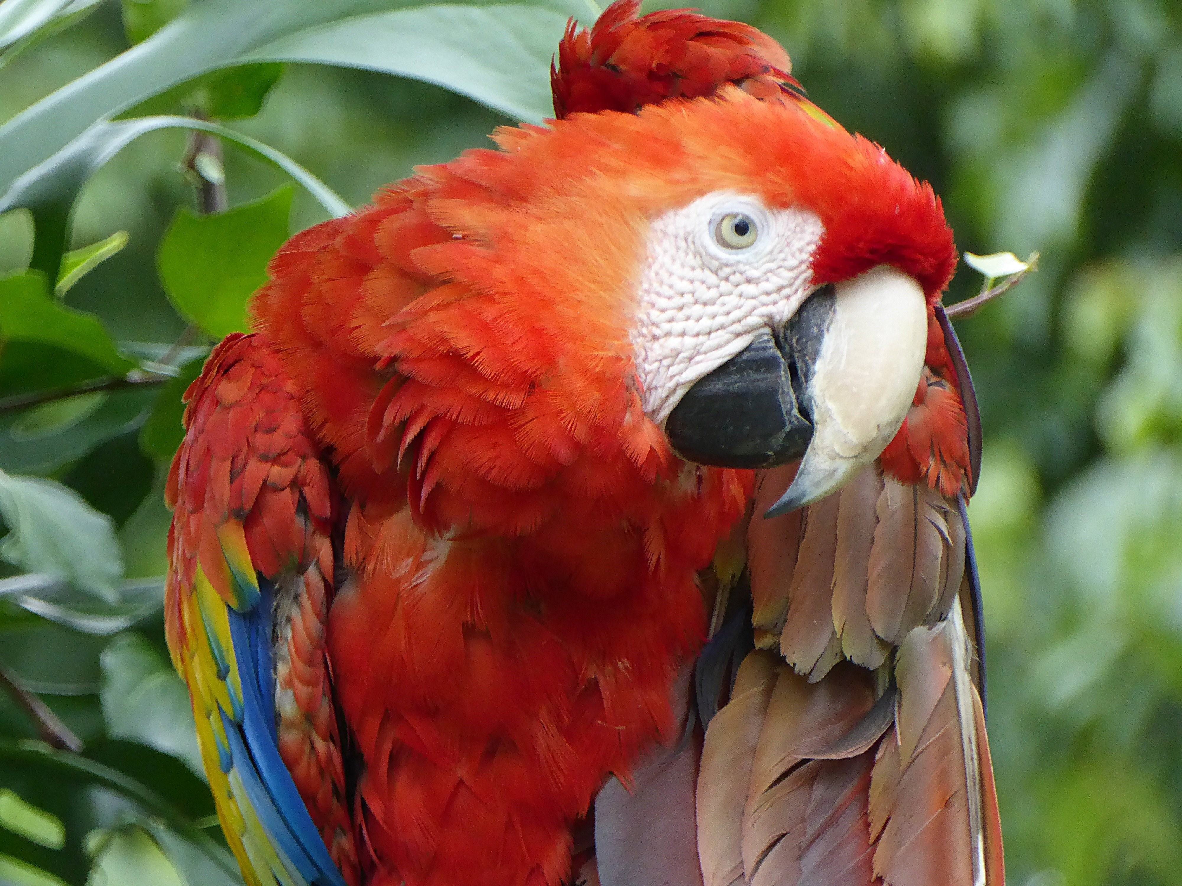 Какаду оранжевый. Африканский попугай ара. Попугай лорикет красный. Красный попугай порода. Какаду и ара.