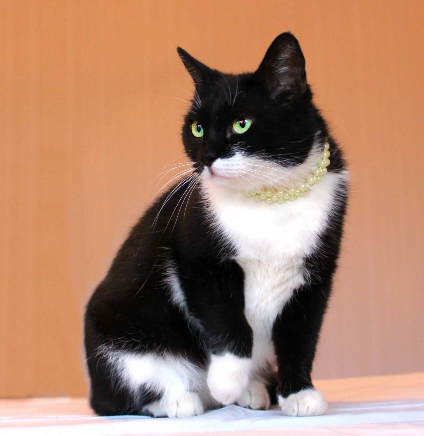 Черно белый кот окрас. Сибирская биколор короткошерстная кошка. Британец биколор Арлекин. Сибирская кошка биколор черно белый. Британский короткошерстный кот биколор.