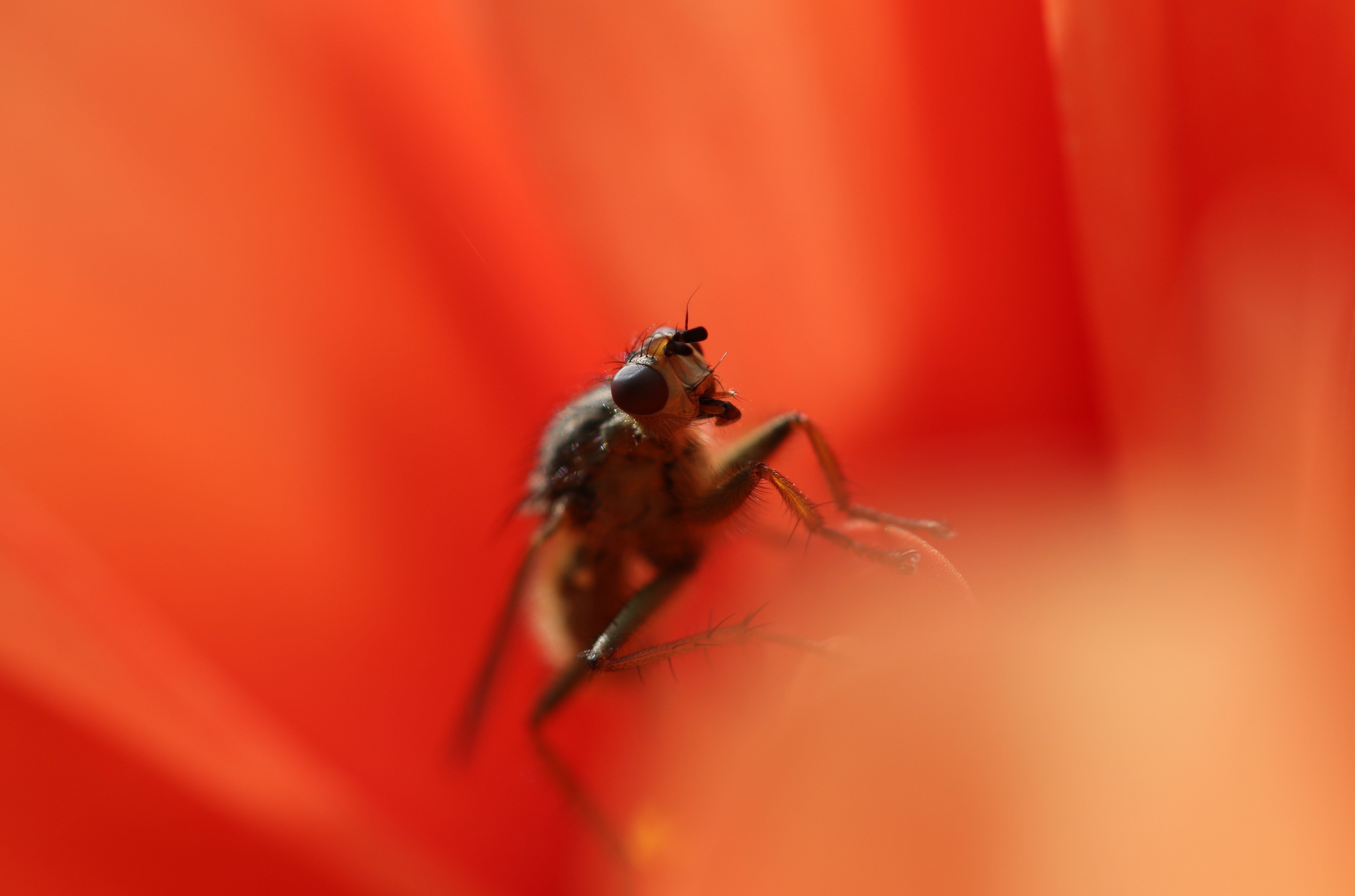 Оранжевый комар. Маленькие красные насекомые. Оранжевое насекомое. Красная букашка. Ярко оранжевое насекомое.