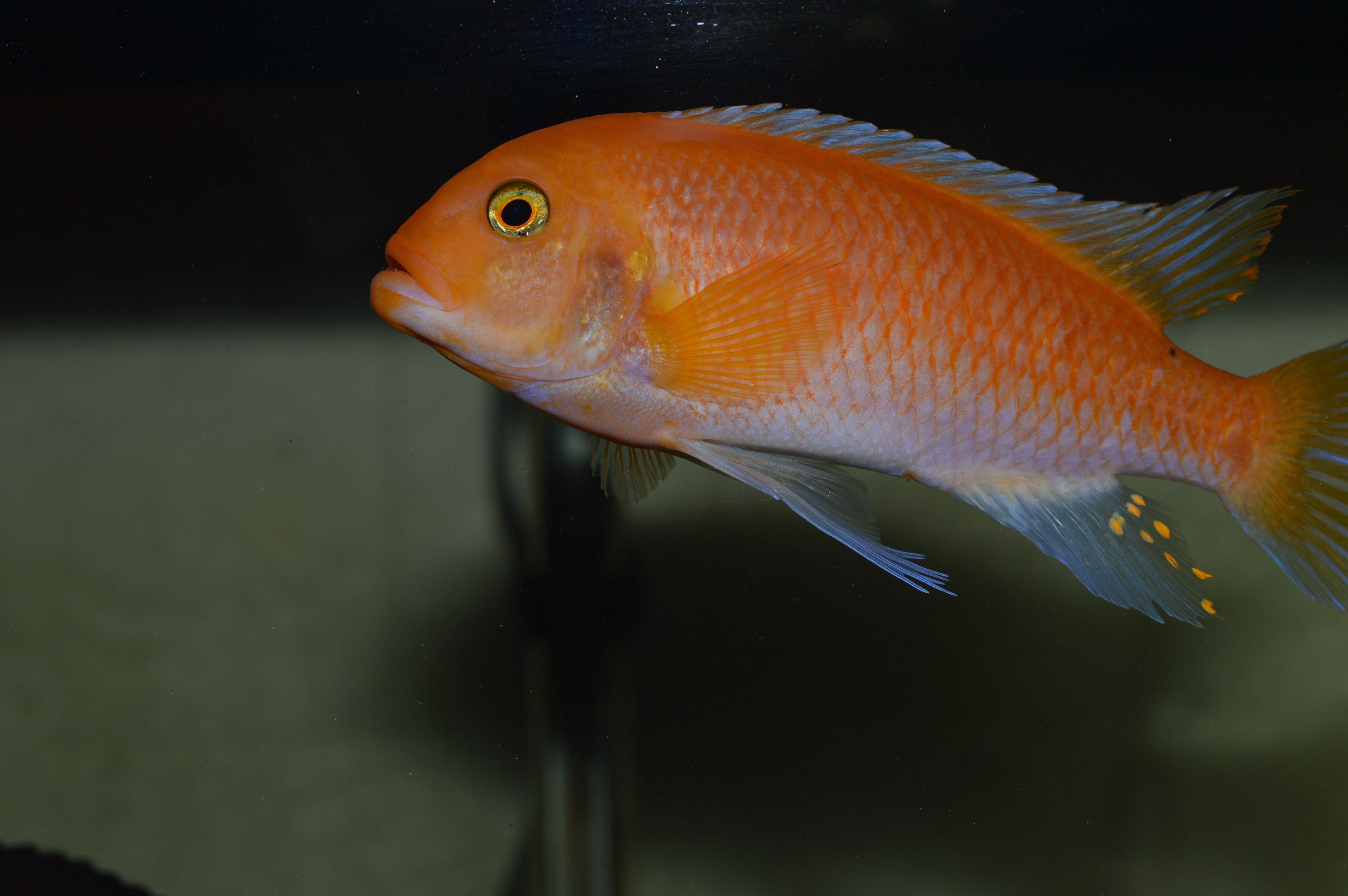 Оранжевая аквариумная рыбка. Цихлида Псевдотрофеус Зебра красная. Псевдотрофеус Зебра оранжевая. Псевдотрофеус Зебра мармелад. Псевдотрофеус Зебра Мармеладная.