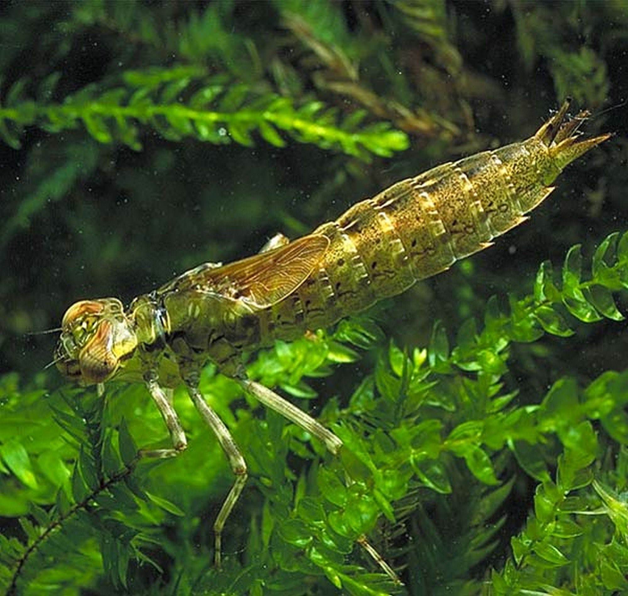 Личинка стрекозы фото в воде как выглядит
