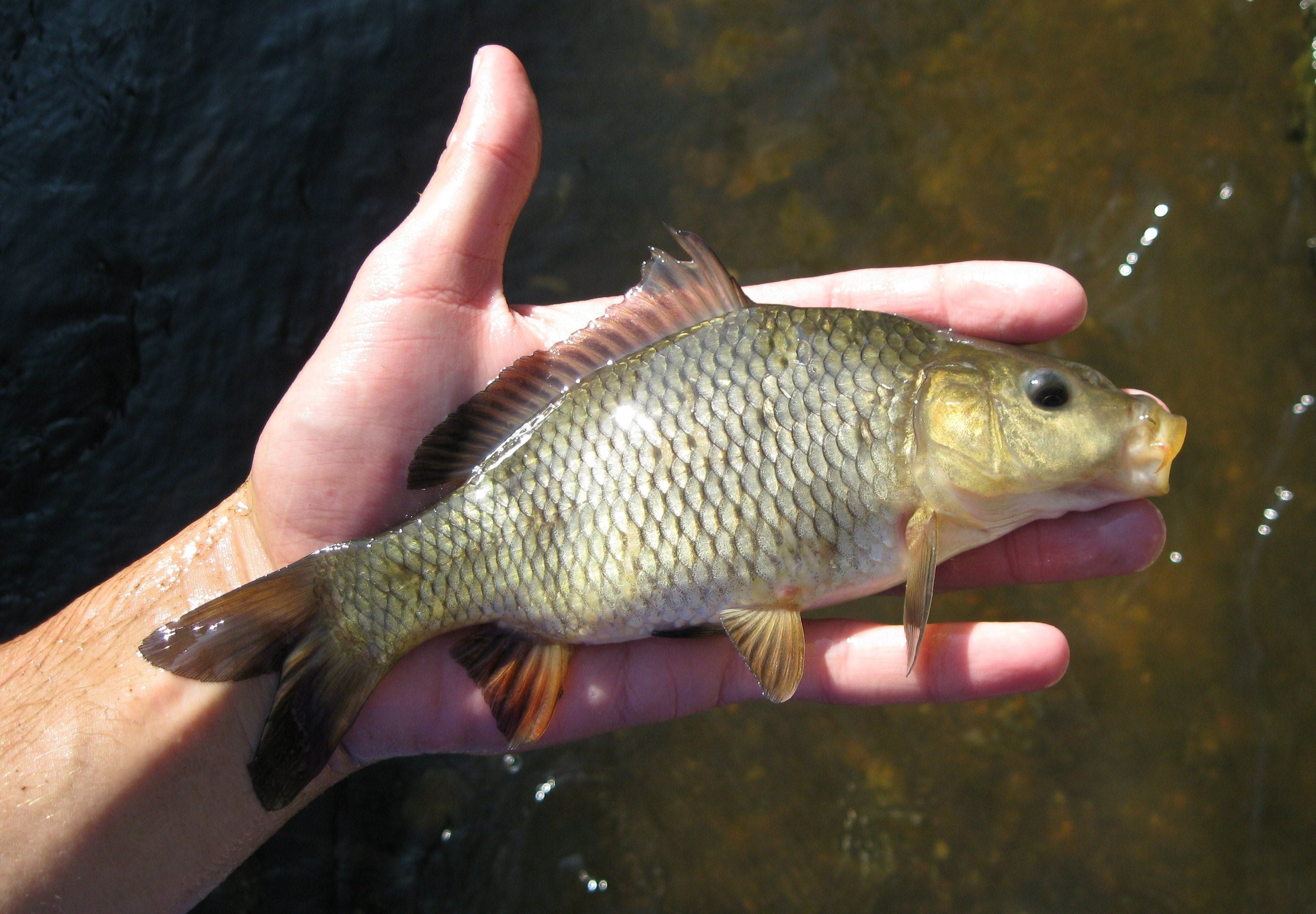 Маленький карп. Сазан (Cyprinus Carpio). Сазан (= Карп обыкновенный) – Cyprinus Carpio. Карп обыкновенный – Cyprinus Carpio. Сазан (Cyprinus Carpio) ецка4урыерынцнн.