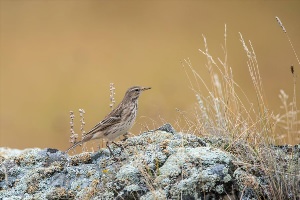 Птицы алтая