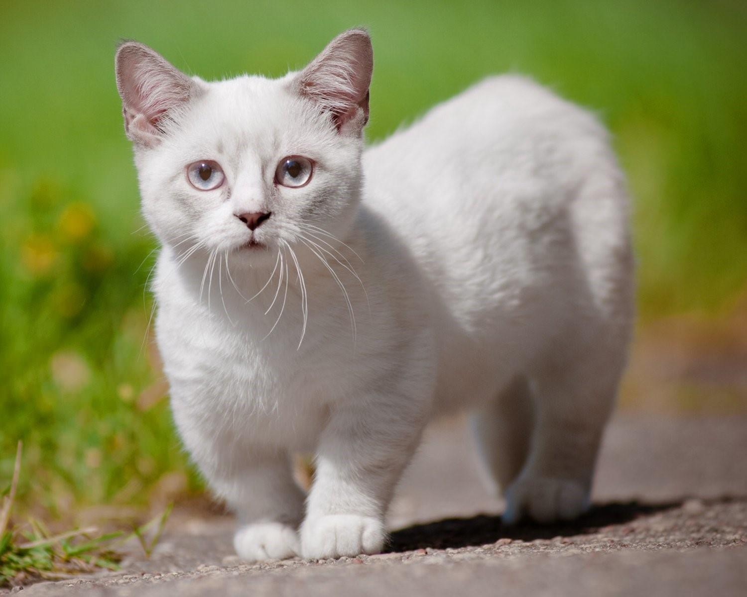 Манчкин кот белый
