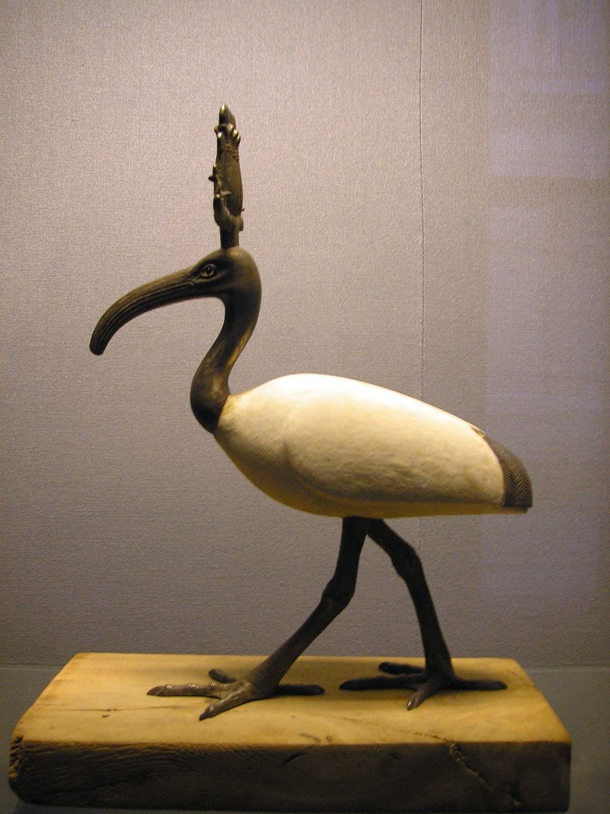 ибис птица египет