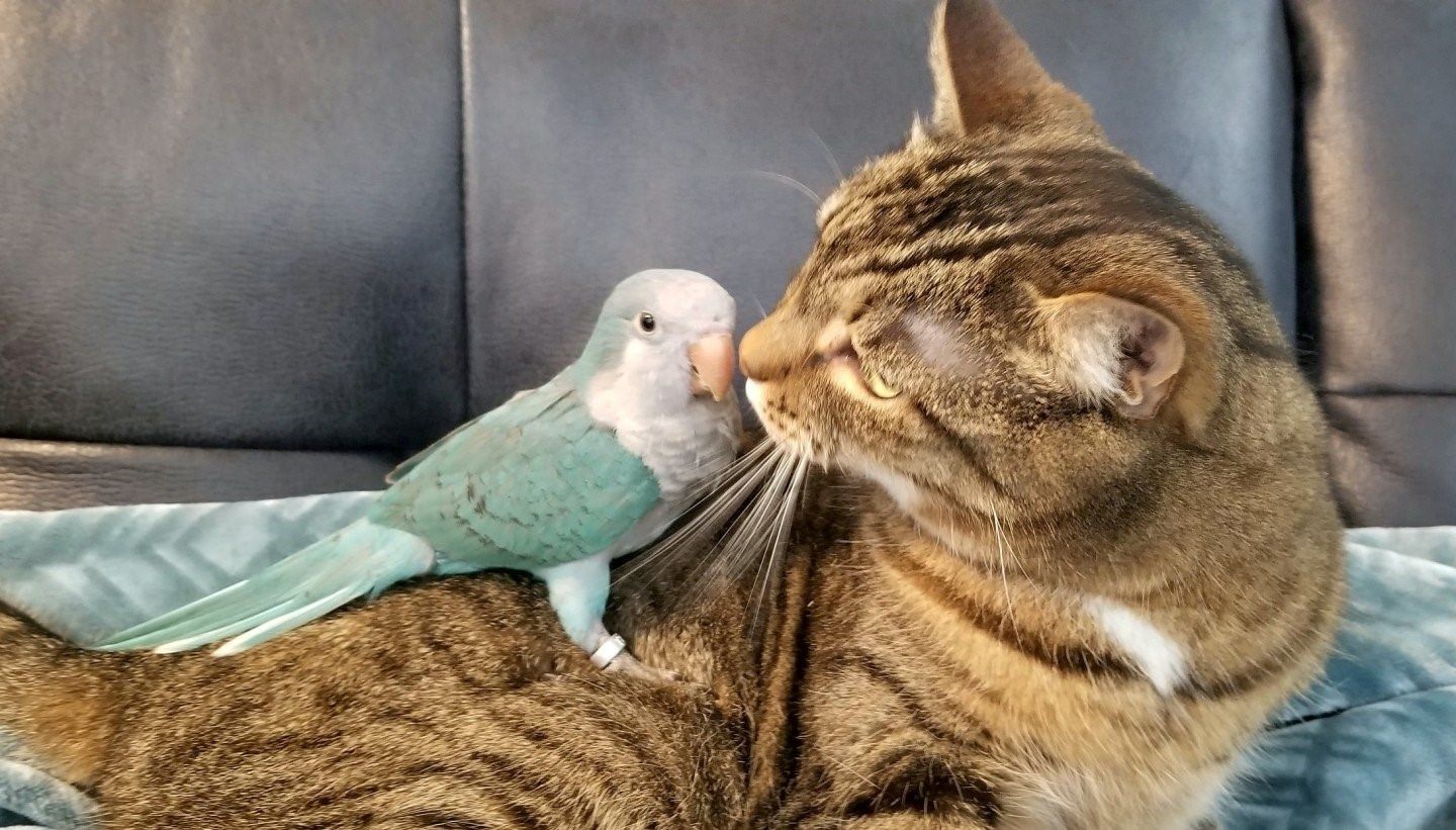 Ворона кот и попугай фото