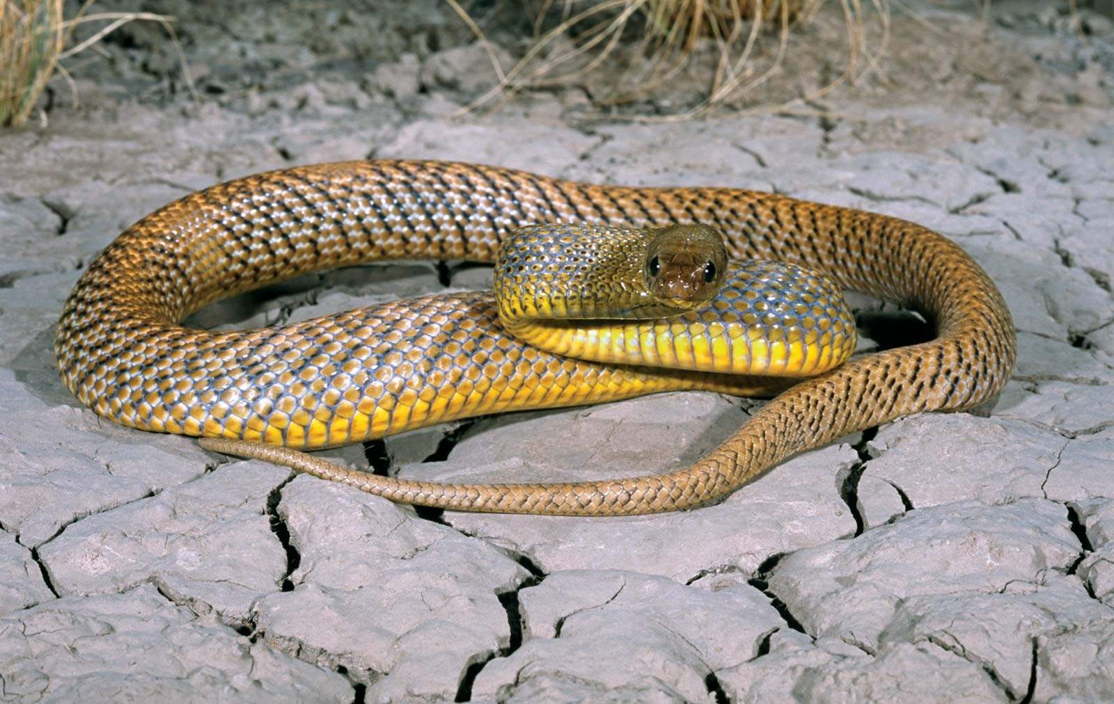 Фото самой опасной змеи в мире