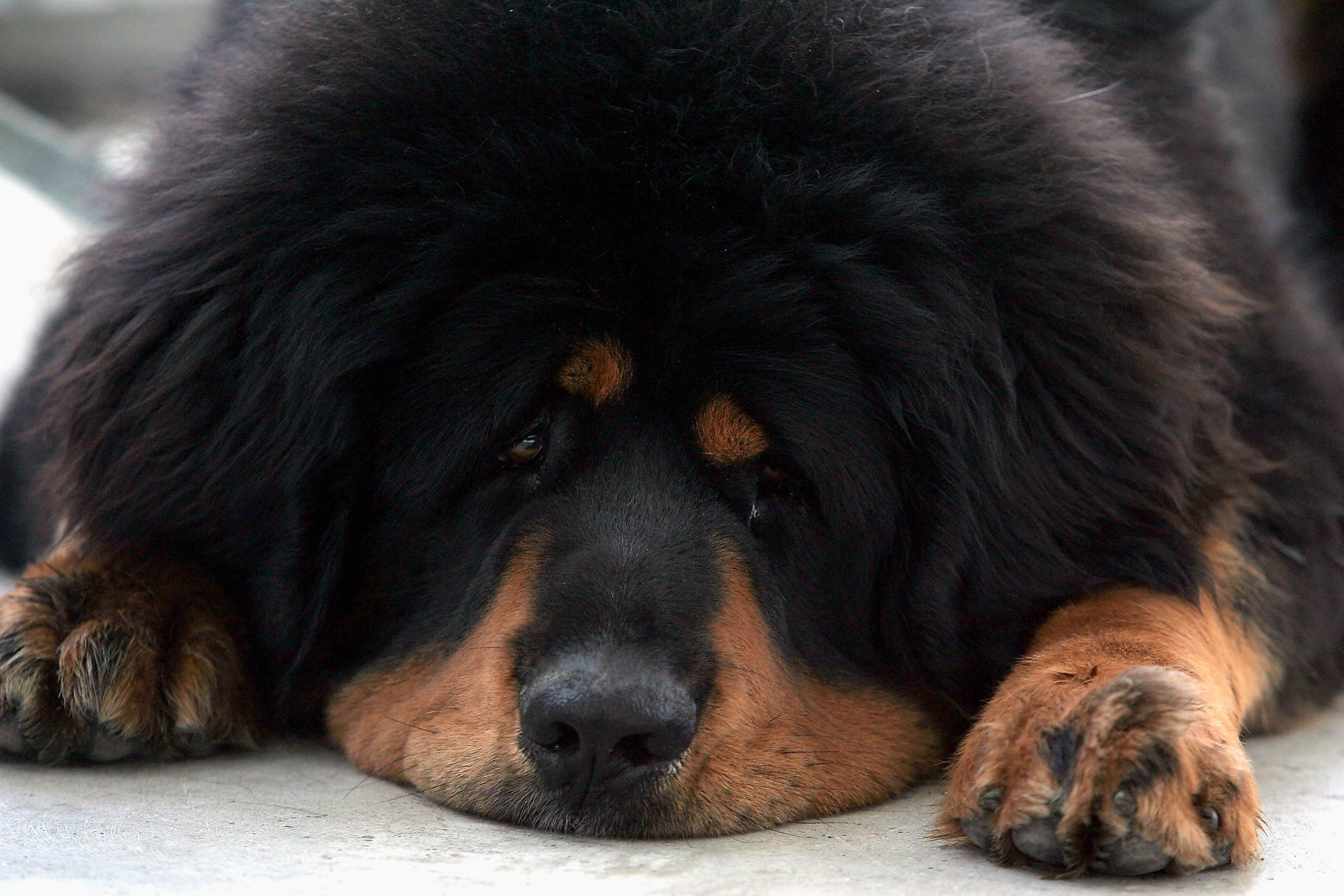 Мастиф тибетский собака фото самая большая