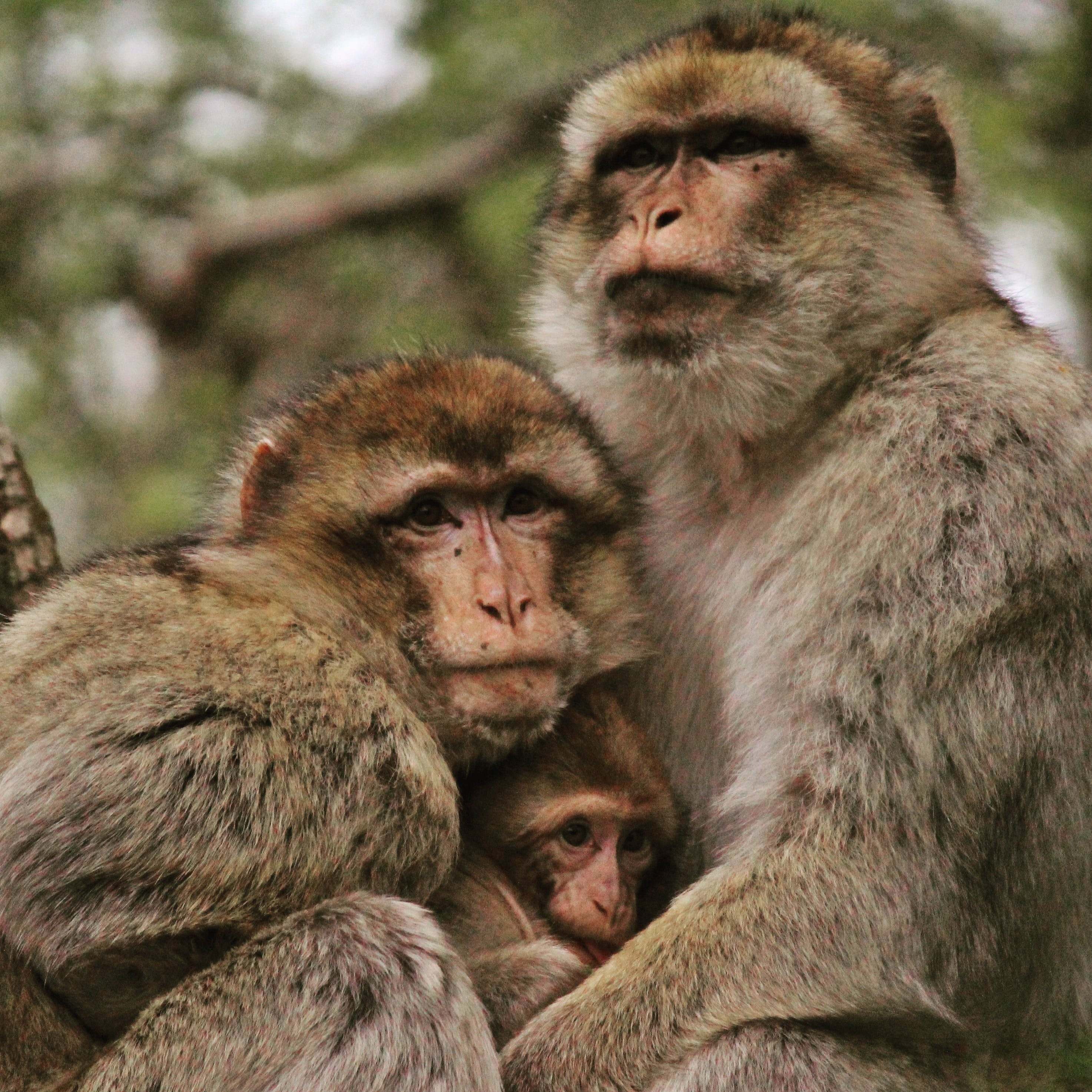 Фото группы обезьянок