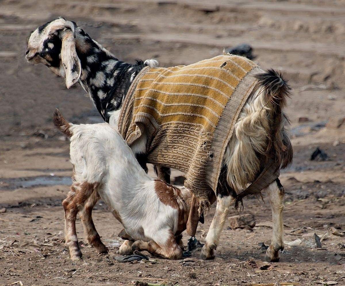 Афганская порода коз