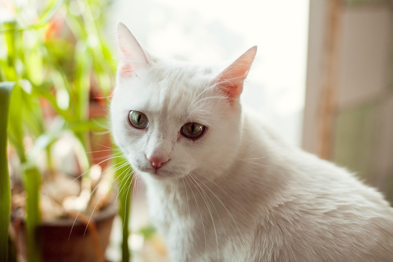 Белая гладкошерстная кошка