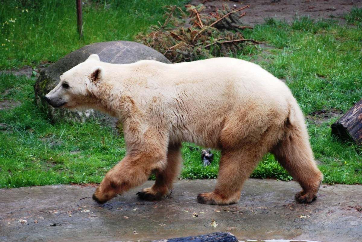 Смесь белого и бурого медведя фото
