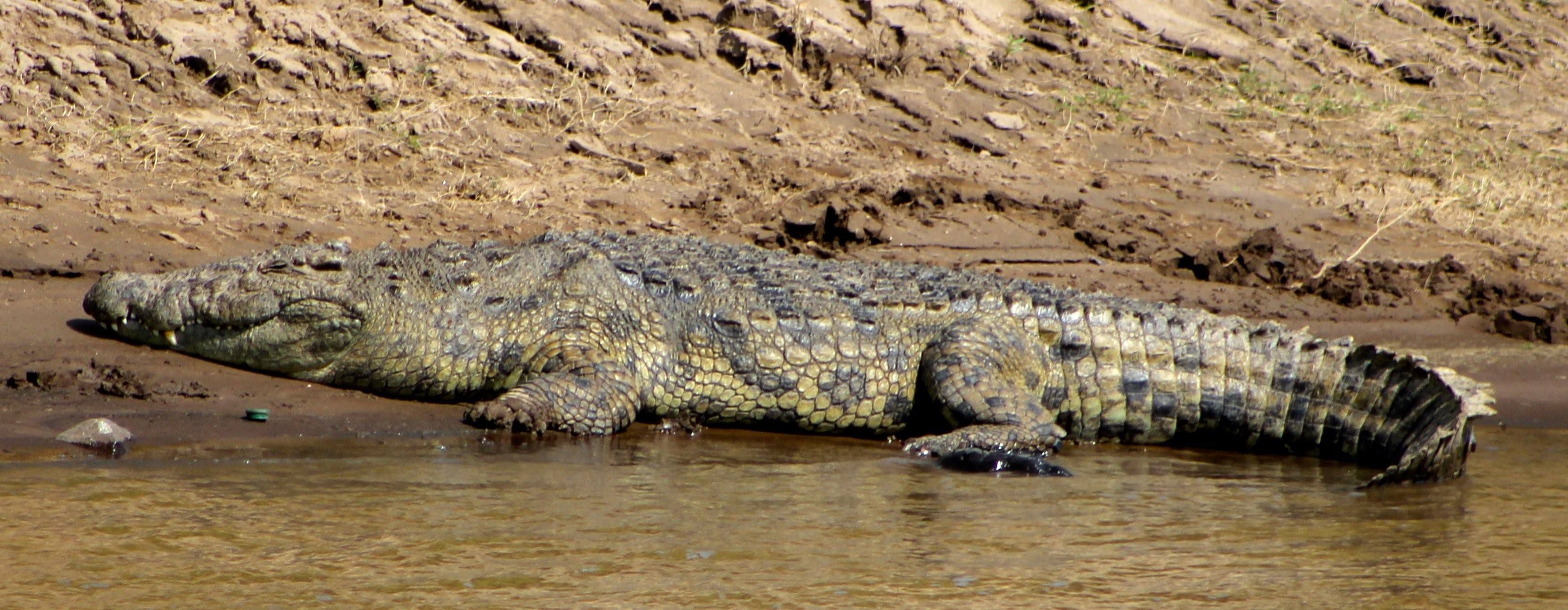 крокодилы в реке нил